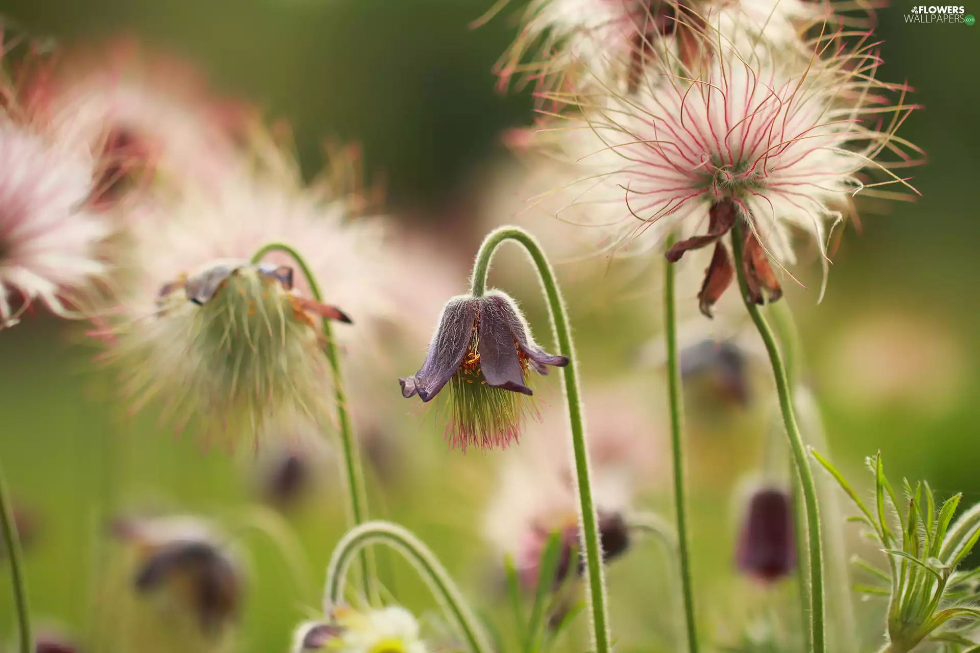 Anemone Pratensis, Flowers