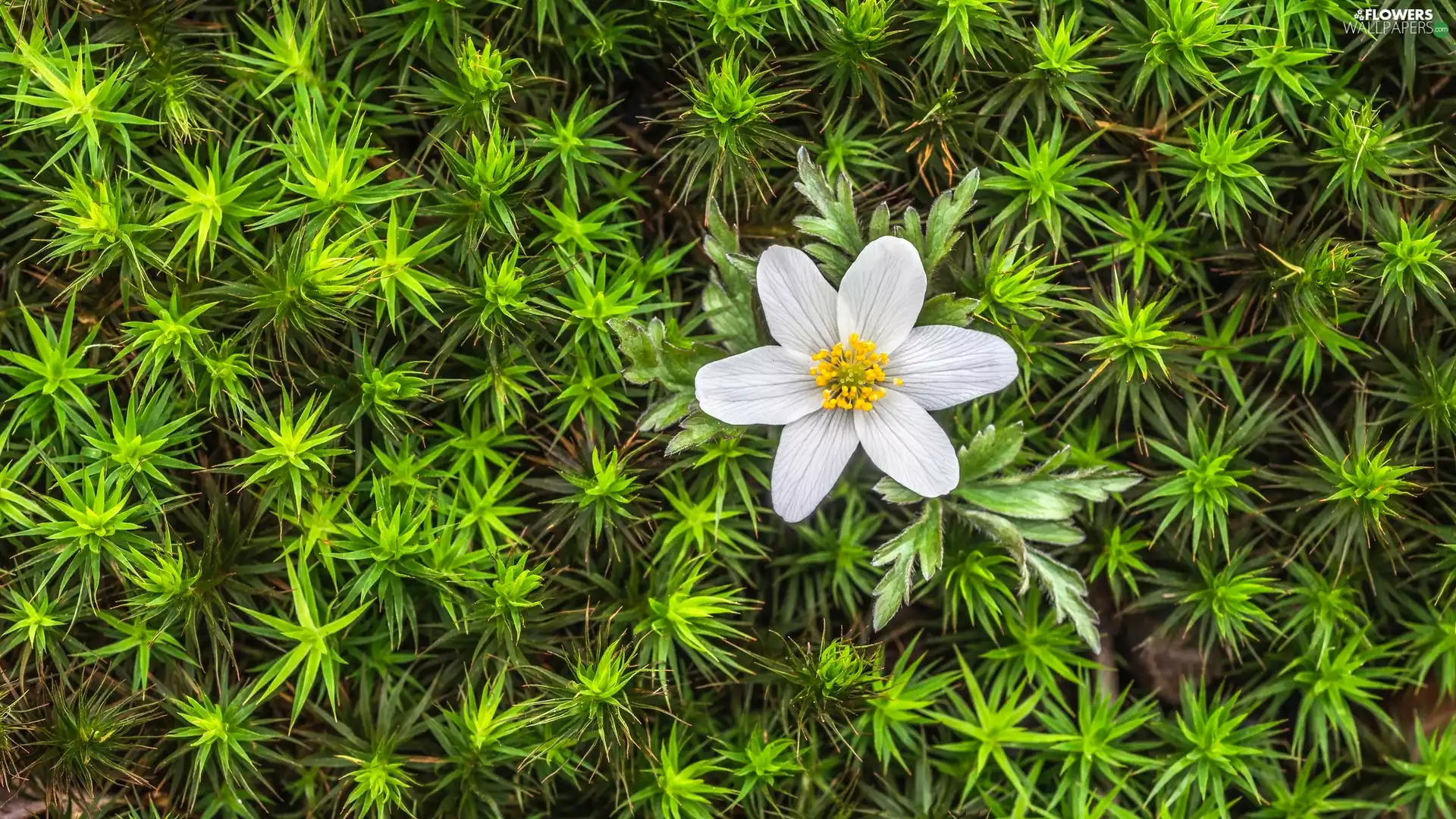 Moss, rapprochement, White, anemone, Colourfull Flowers