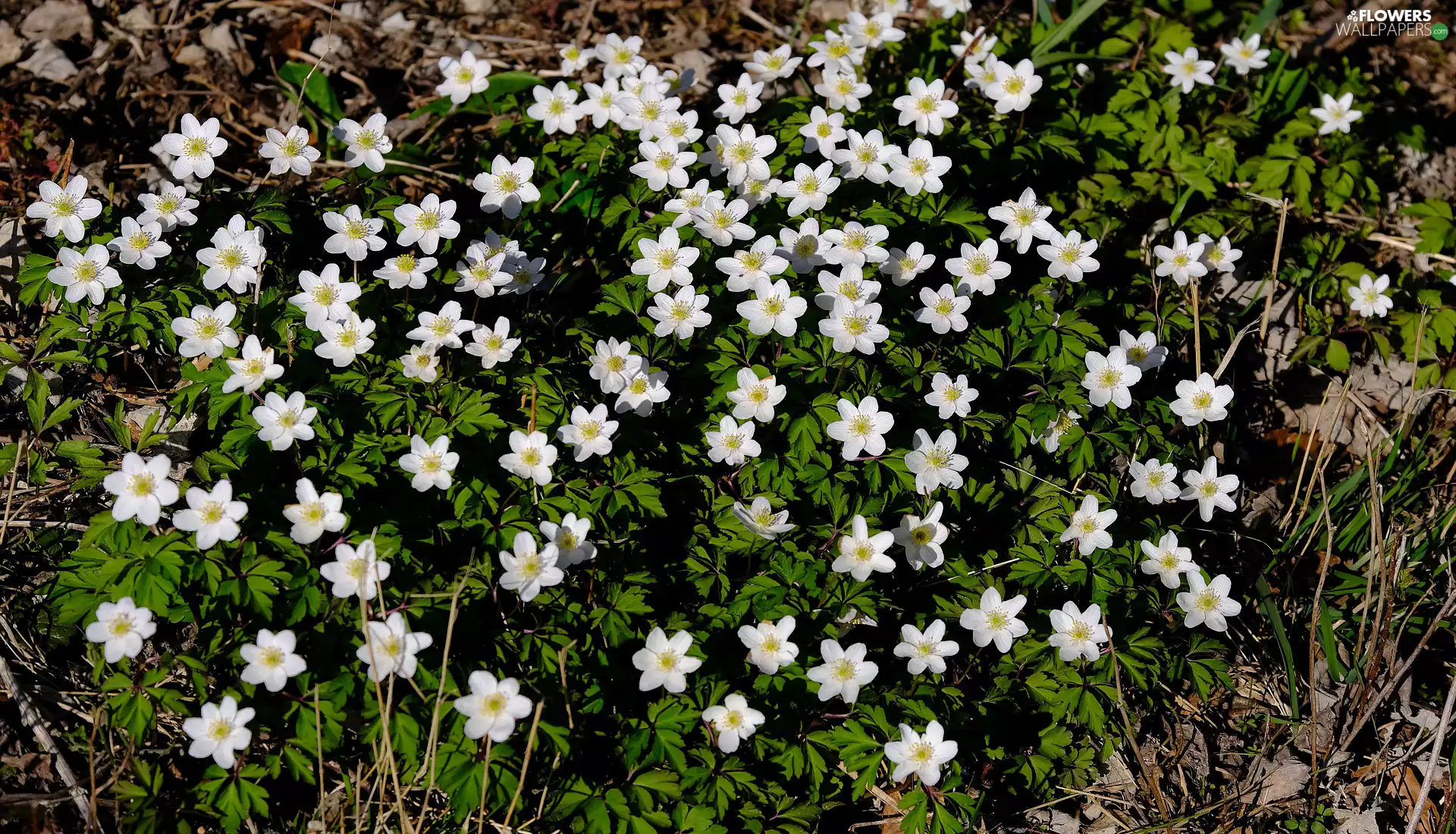 grass, Flowers, Wood Anemone