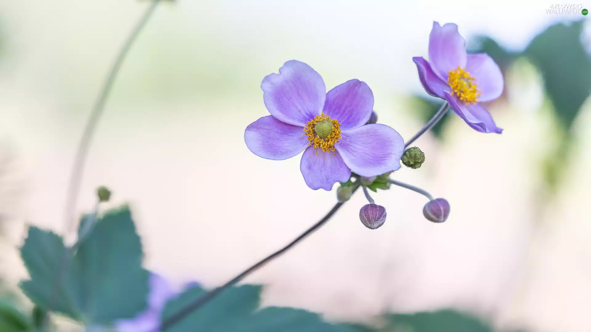 bloom, Anemone Hupehensis, Buds, Flowers
