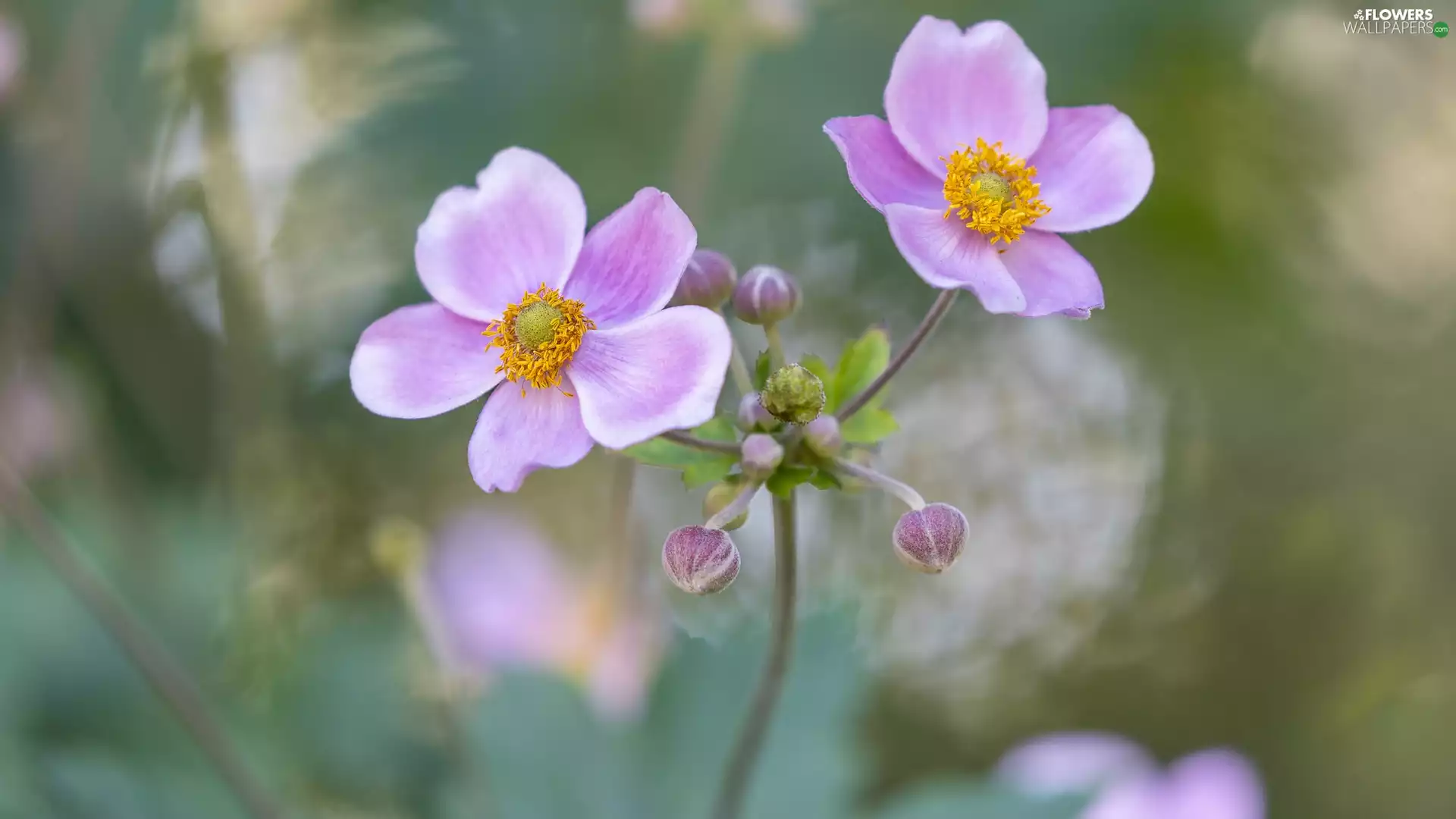 developed, Anemone Hupehensis, Buds, Flowers