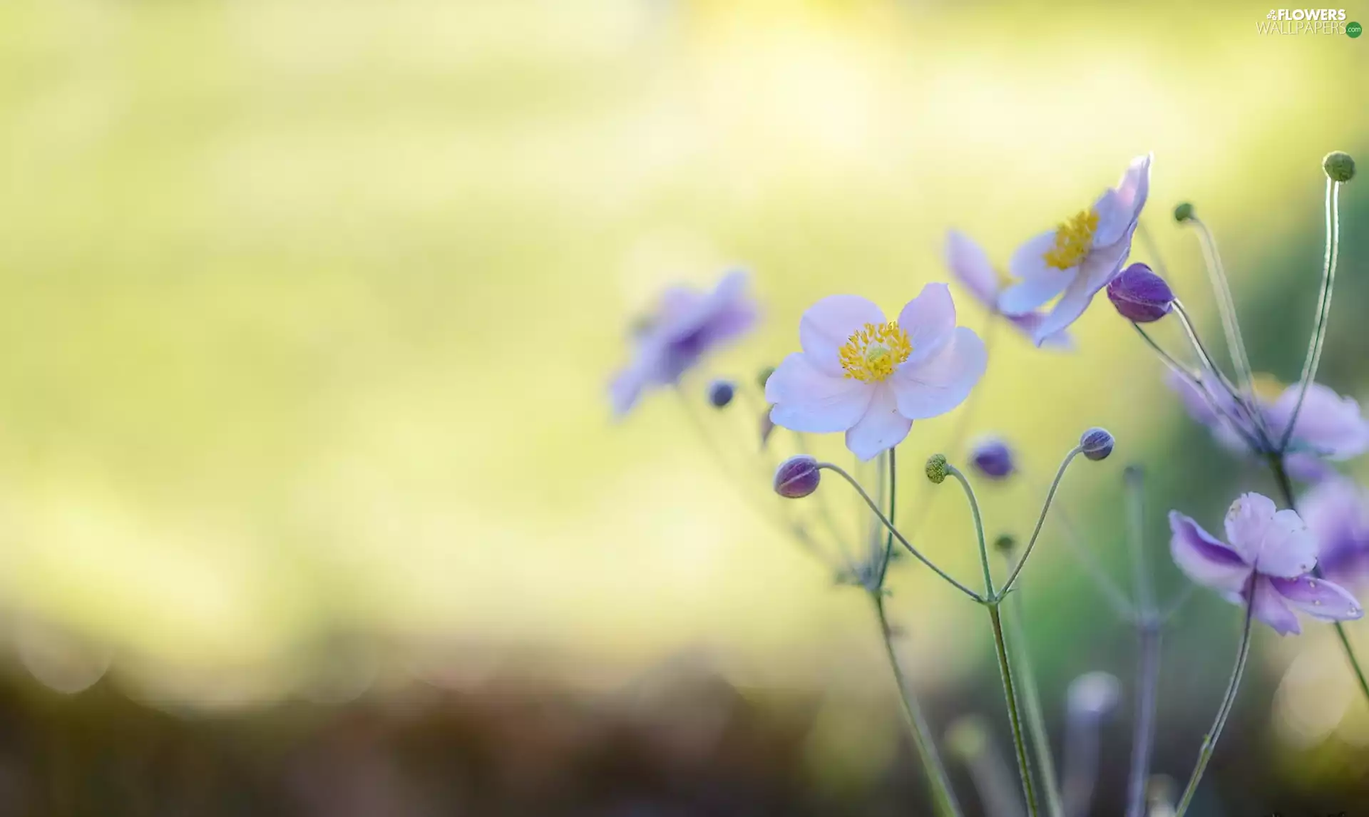Anemone Hupehensis