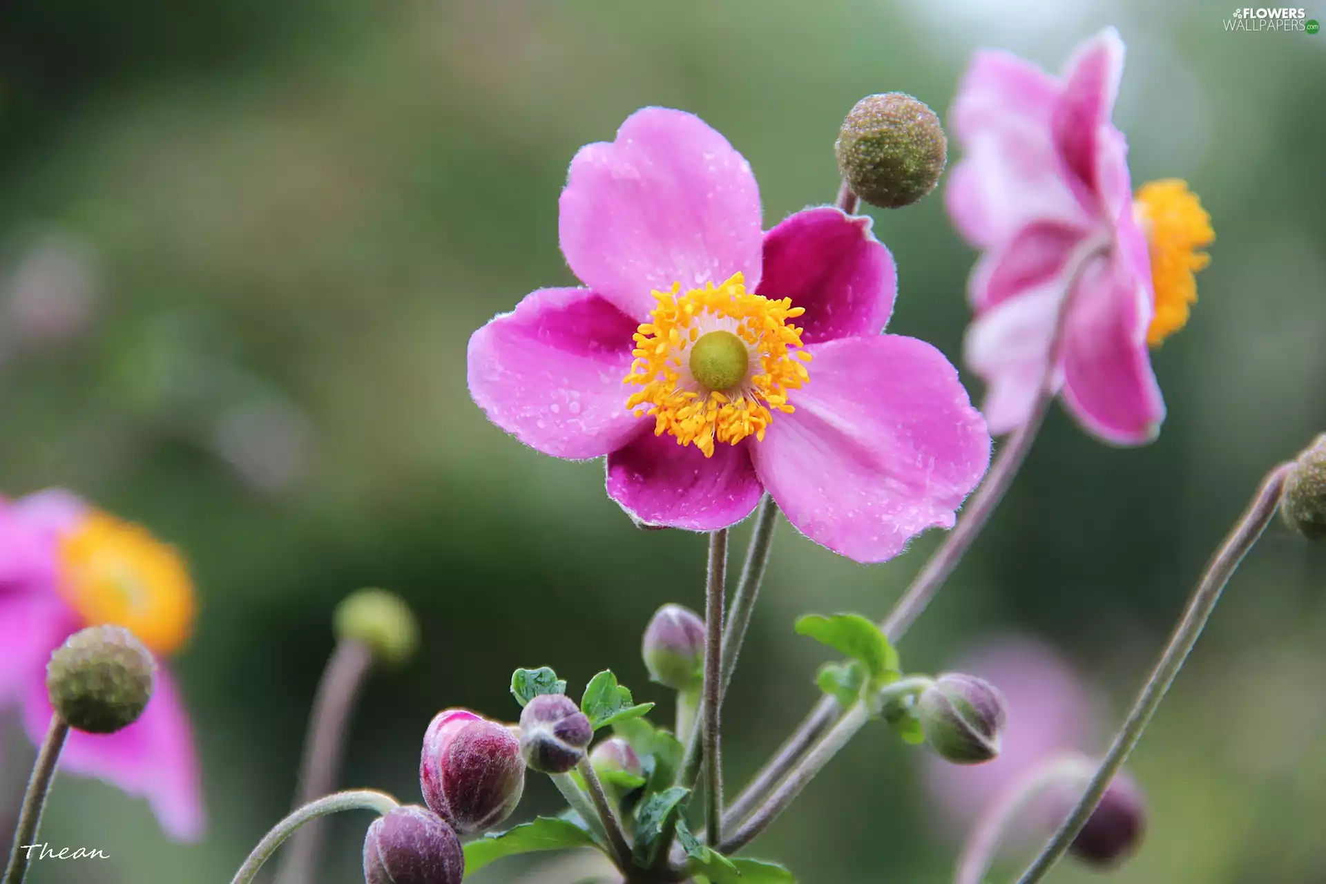 Pink, Japanese anemone