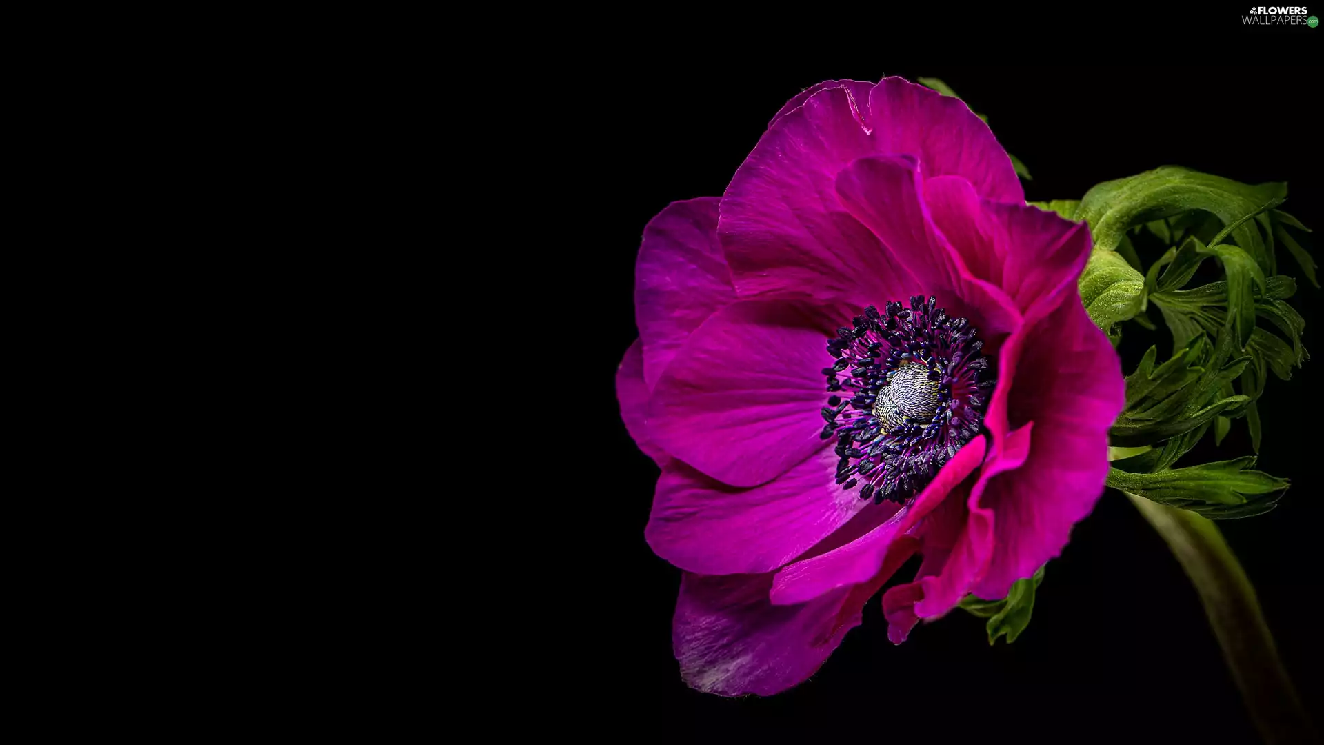 Pink, Black, background, anemone
