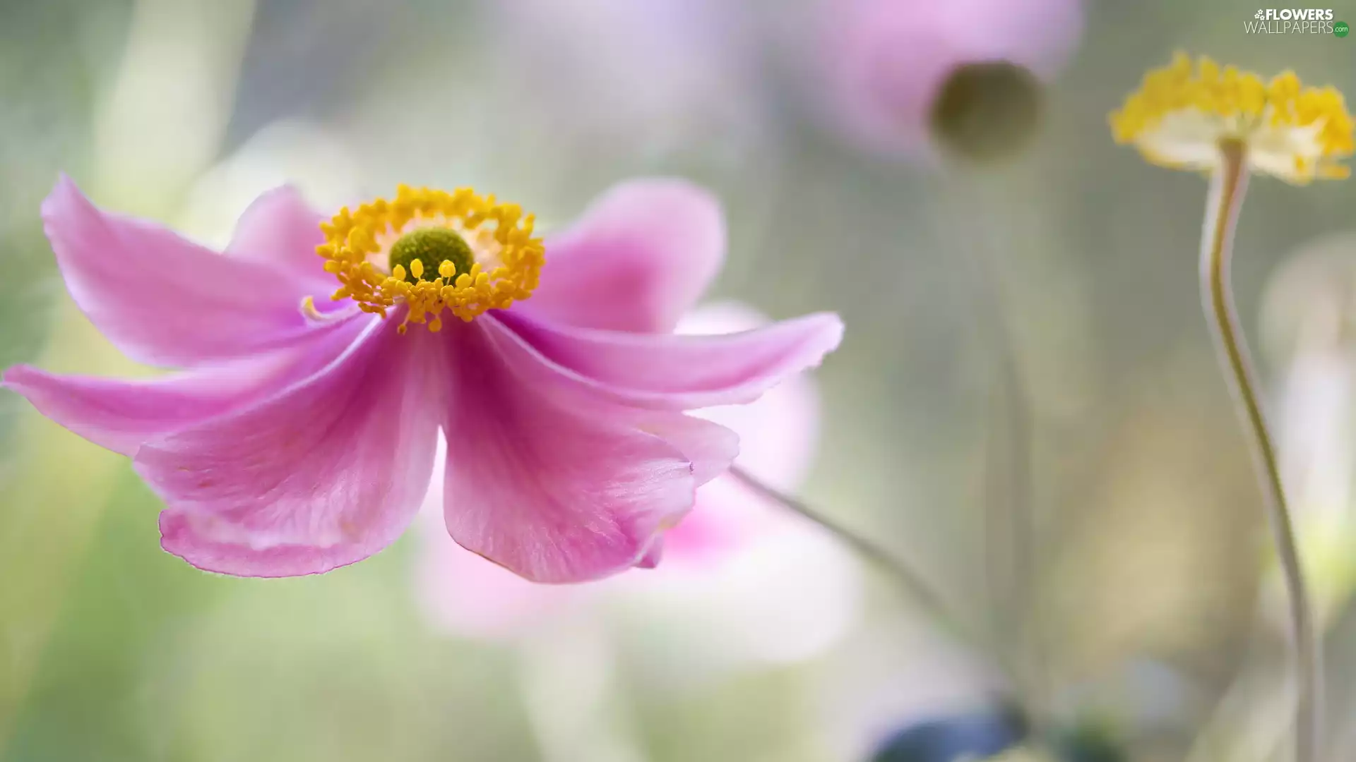 Japanese anemone, Pink, Colourfull Flowers