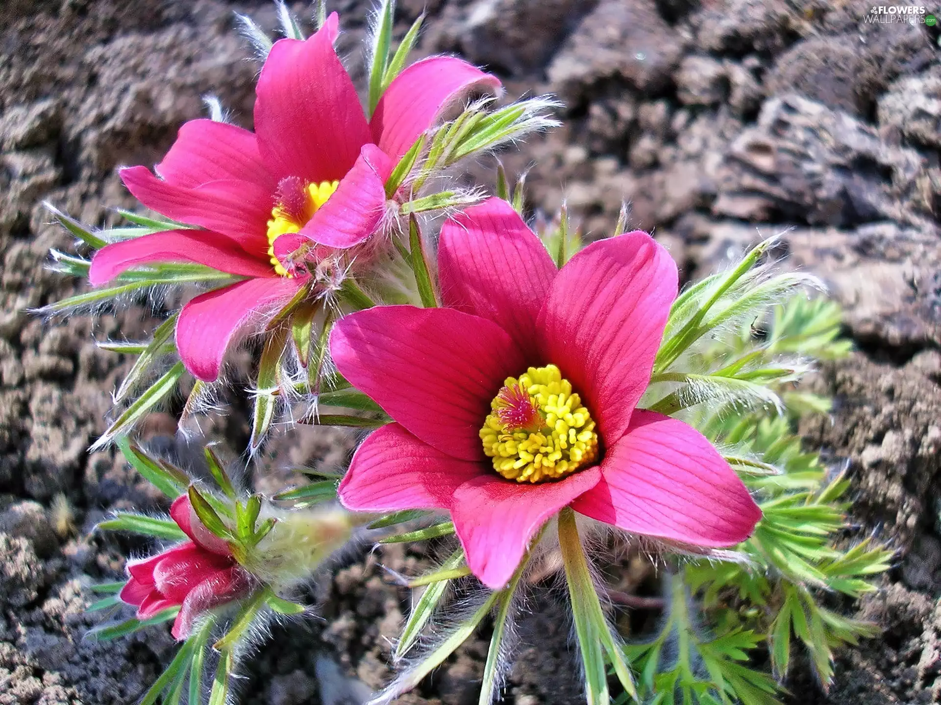 pasque, Flowers, Pink