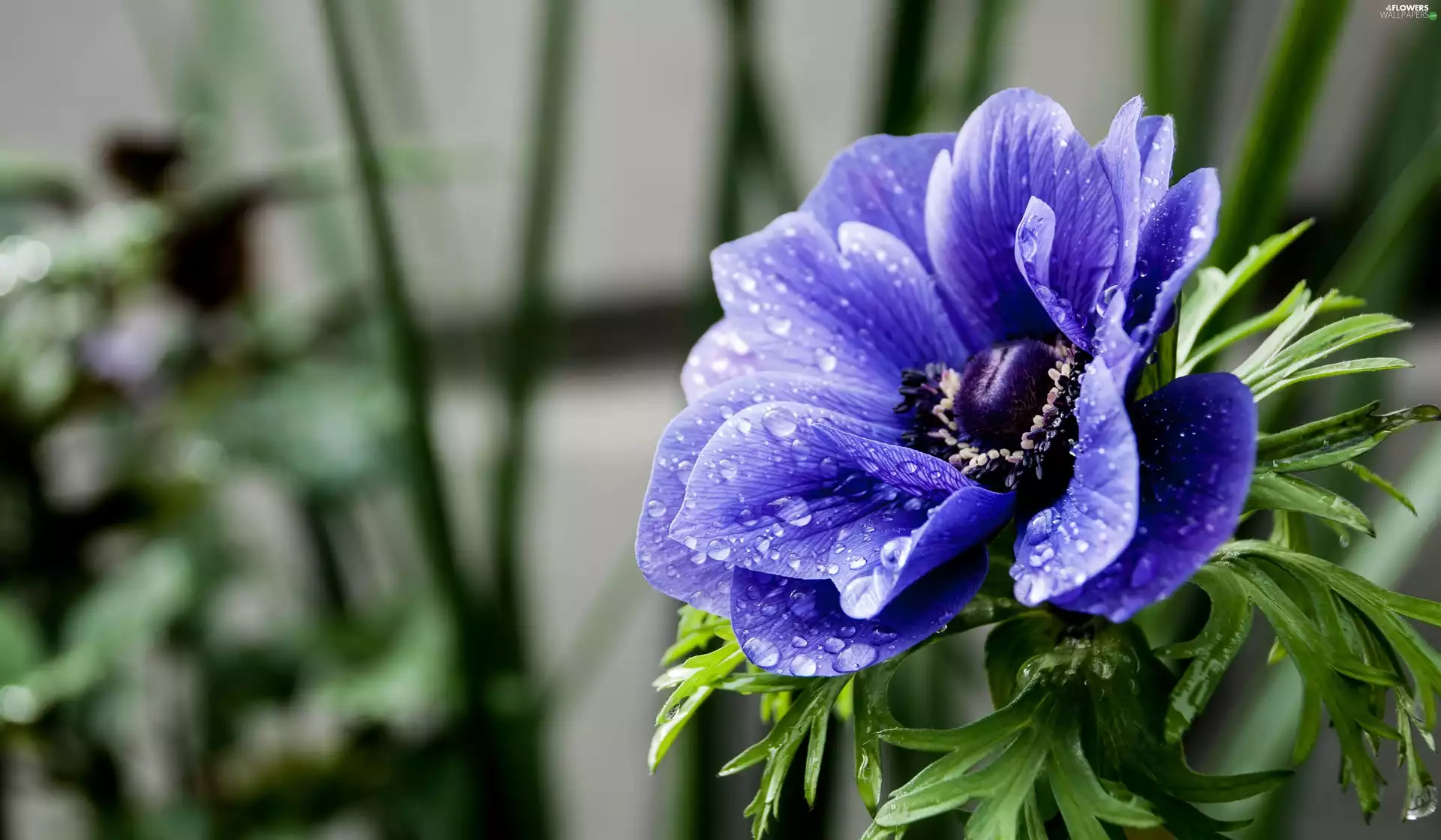 Spring, Colourfull Flowers, anemone