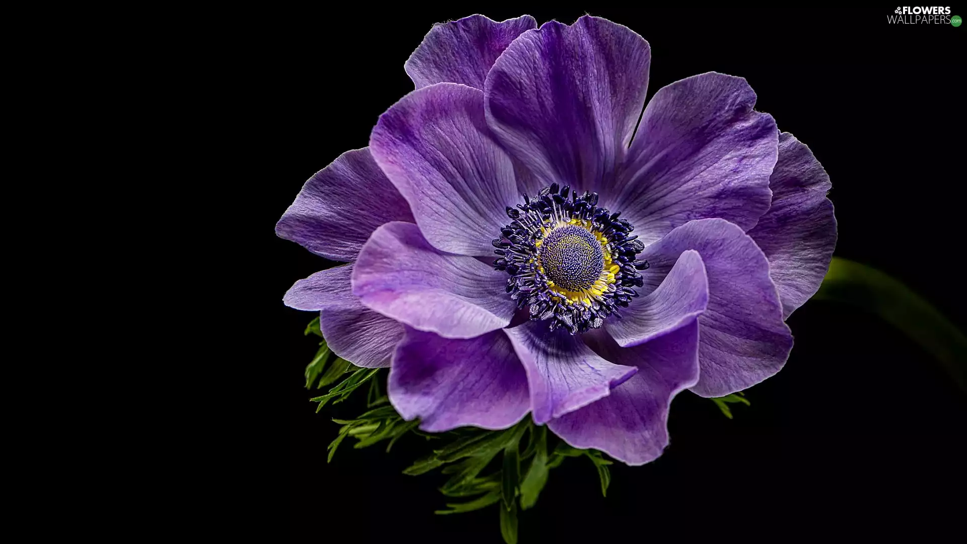 Violet, Black, background, anemone