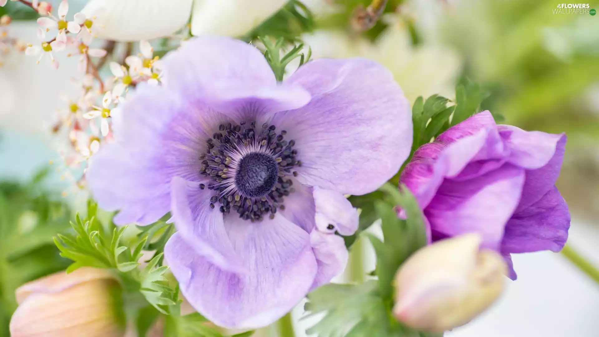 anemone, Flowers, Violet