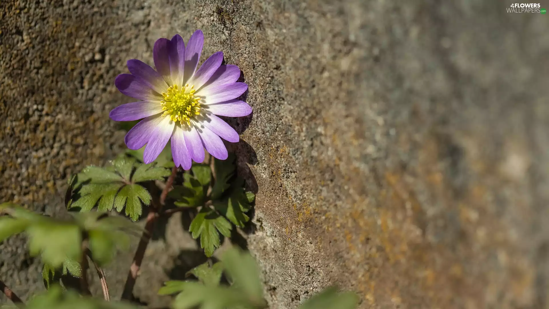 wall, Colourfull Flowers, anemone