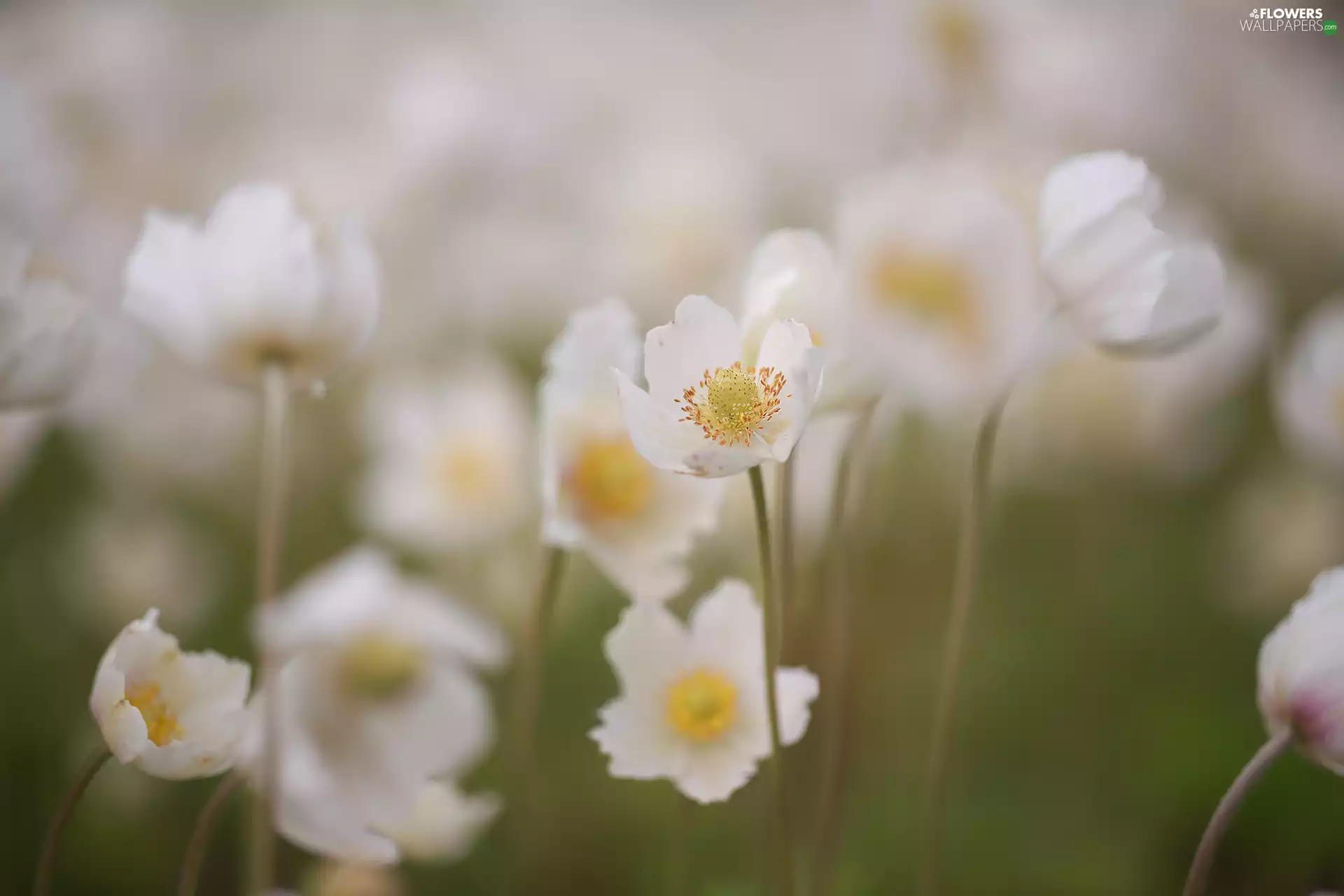 Poppy Anemone, White, Flowers, rapprochement