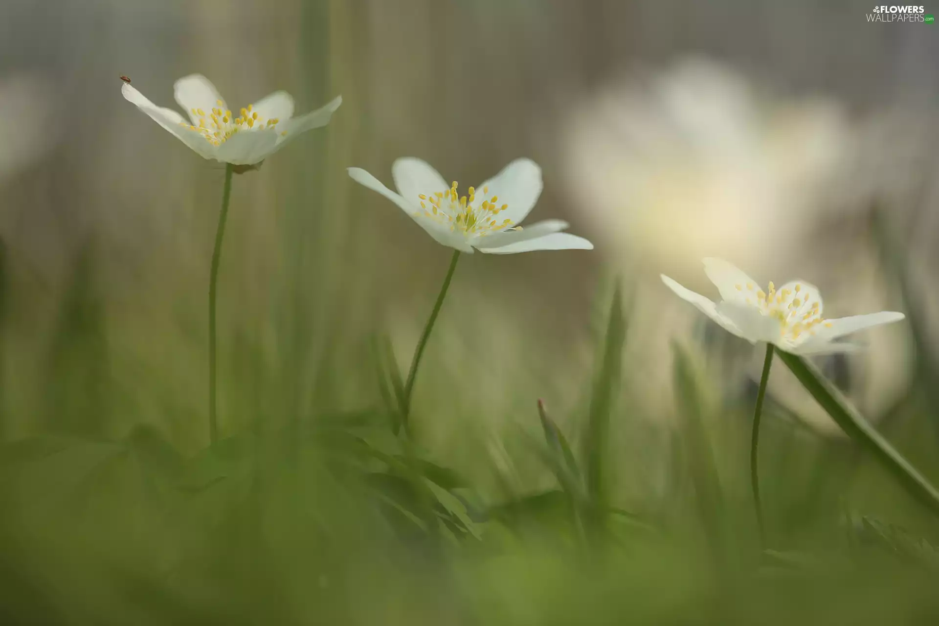 Wood Anemone, White, Flowers, Three