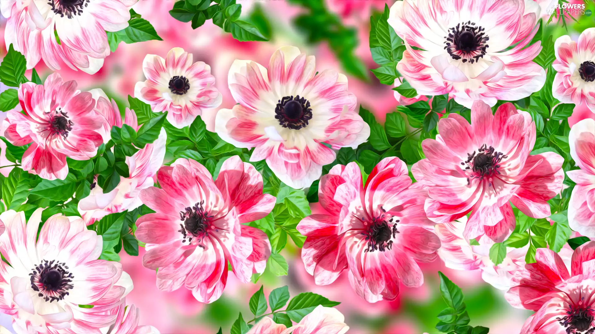 2D Graphics, Flowers, Anemones