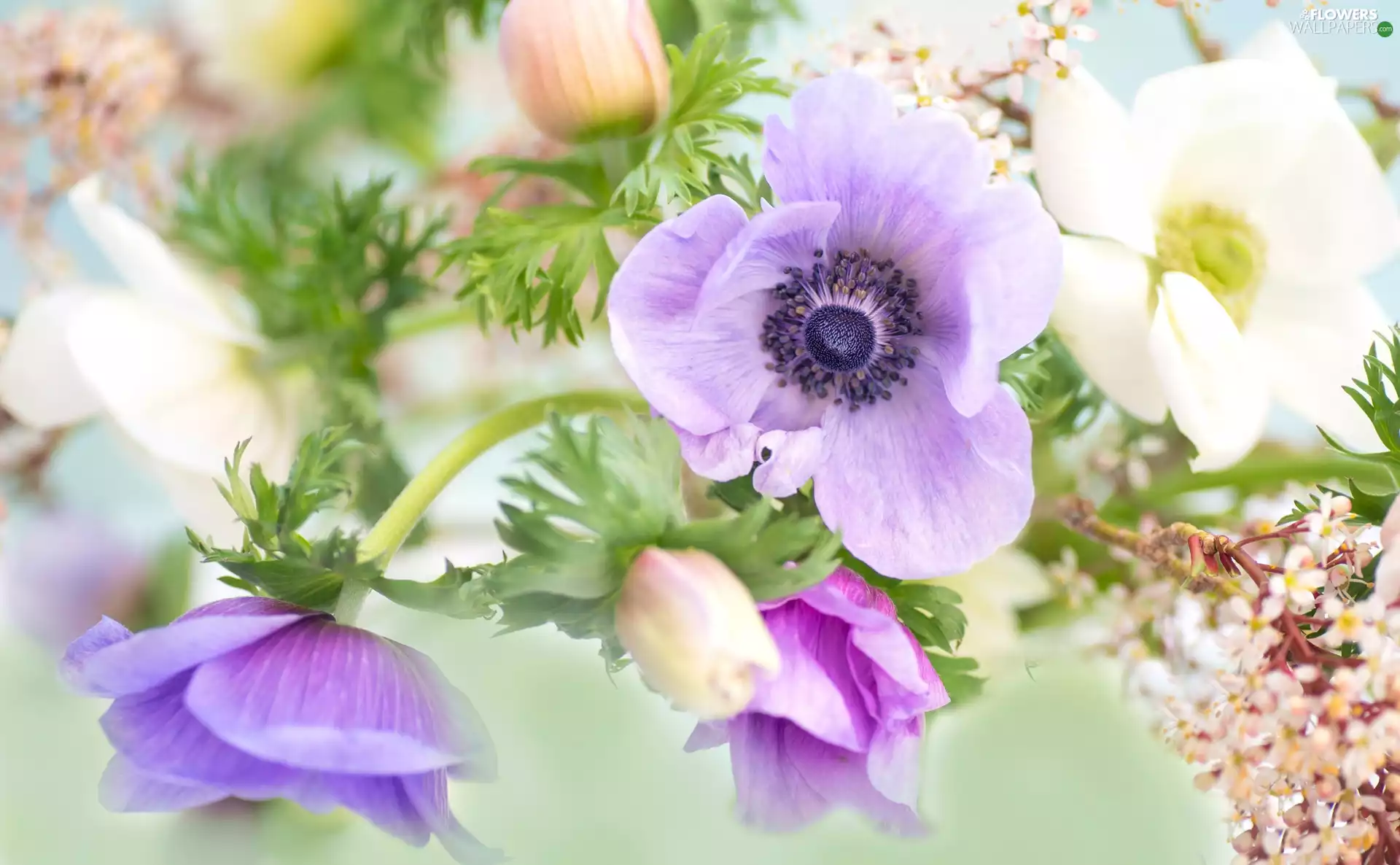 Anemones, Flowers, Anemones