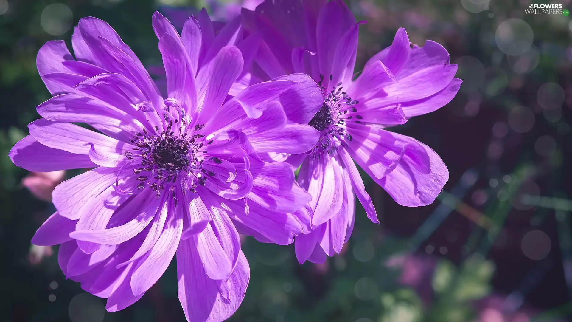 blurry background, Flowers, Anemones
