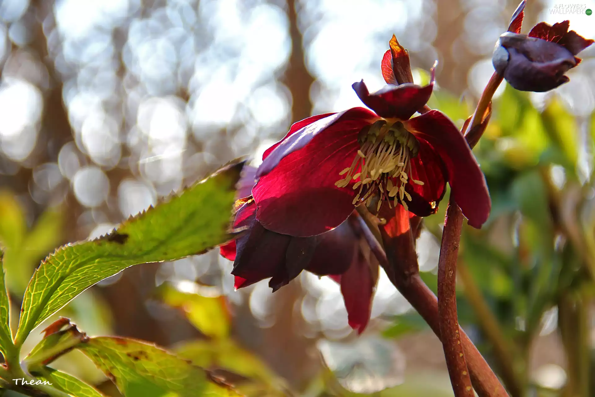 claret, Flowers, Spring, Anemones