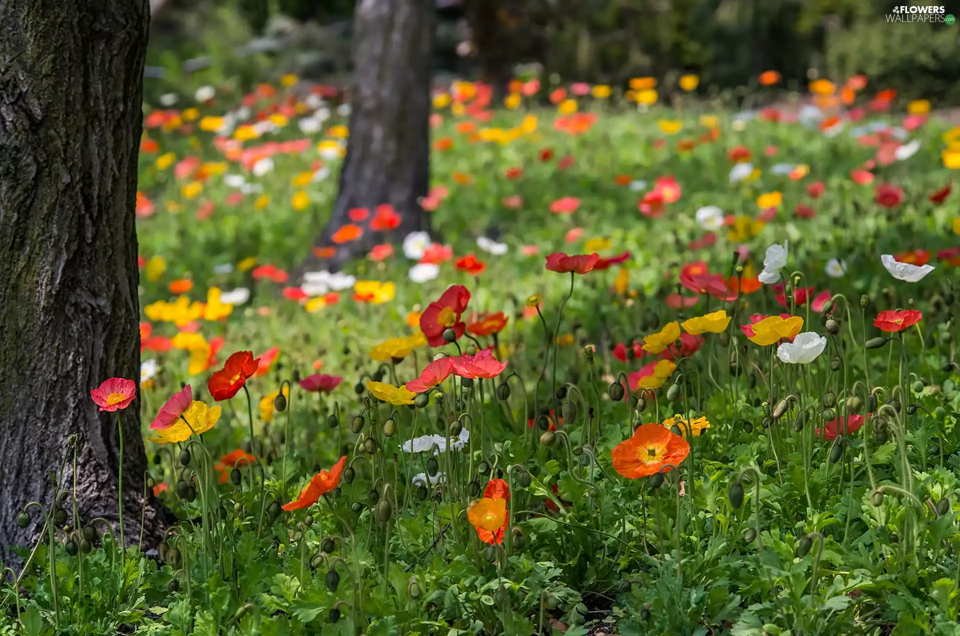 color, fuzzy, background, Anemones