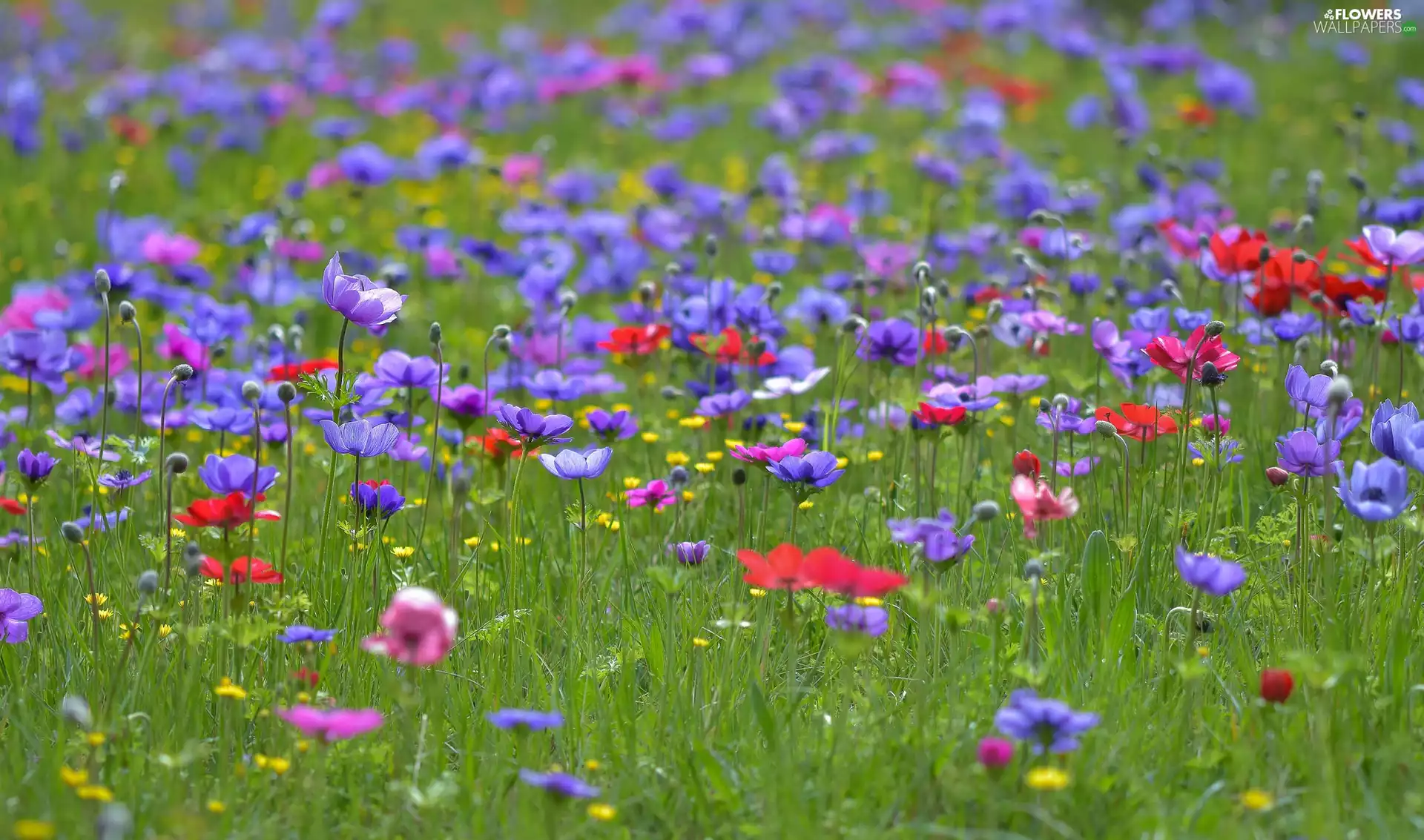 Anemones, Meadow, color