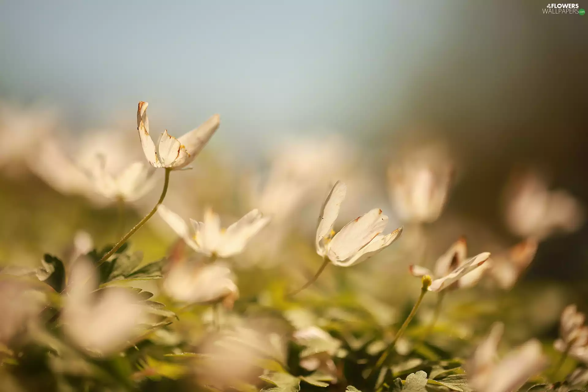 fades, White, Flowers, Anemones