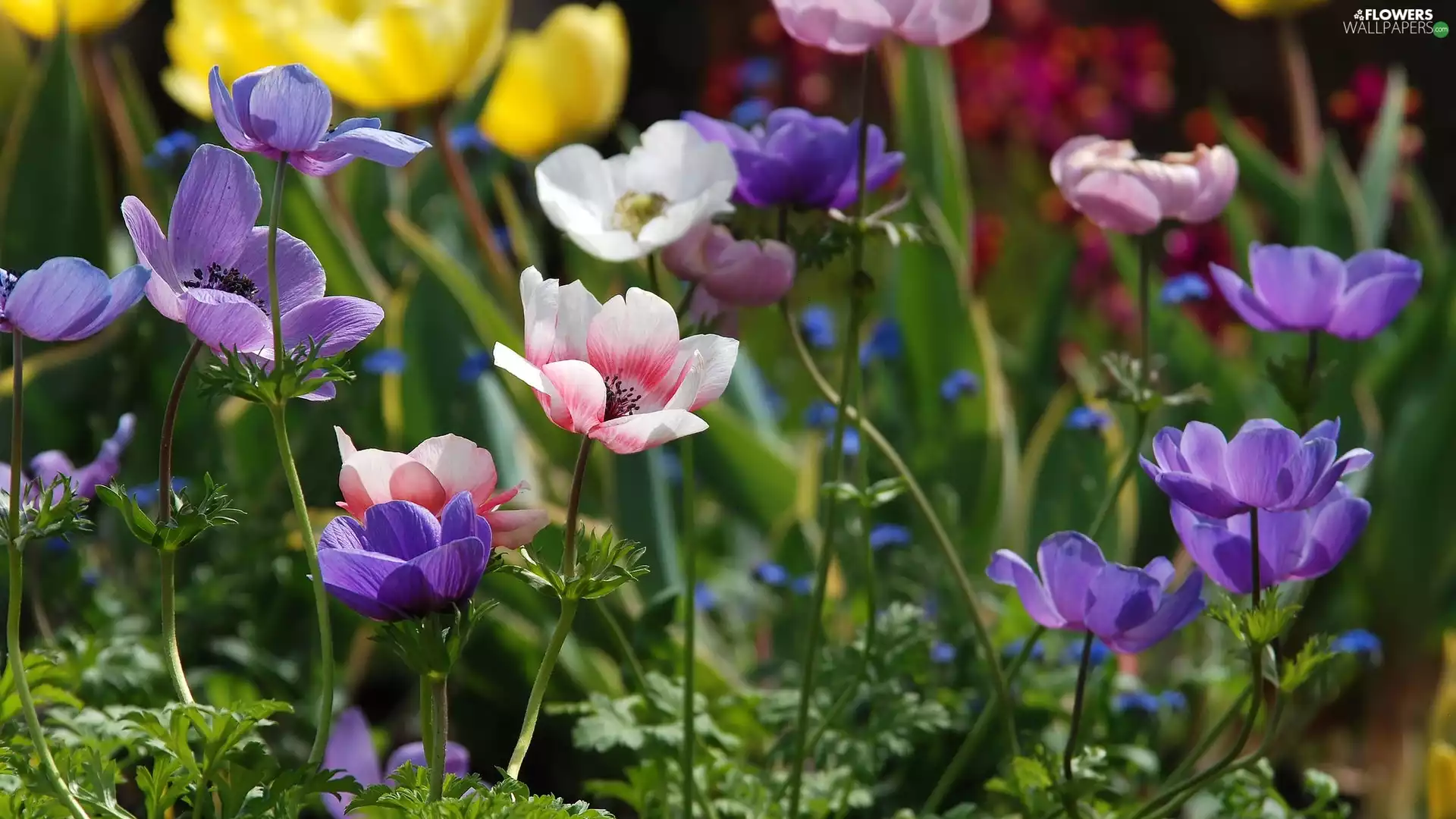 Anemones, color, Flowers
