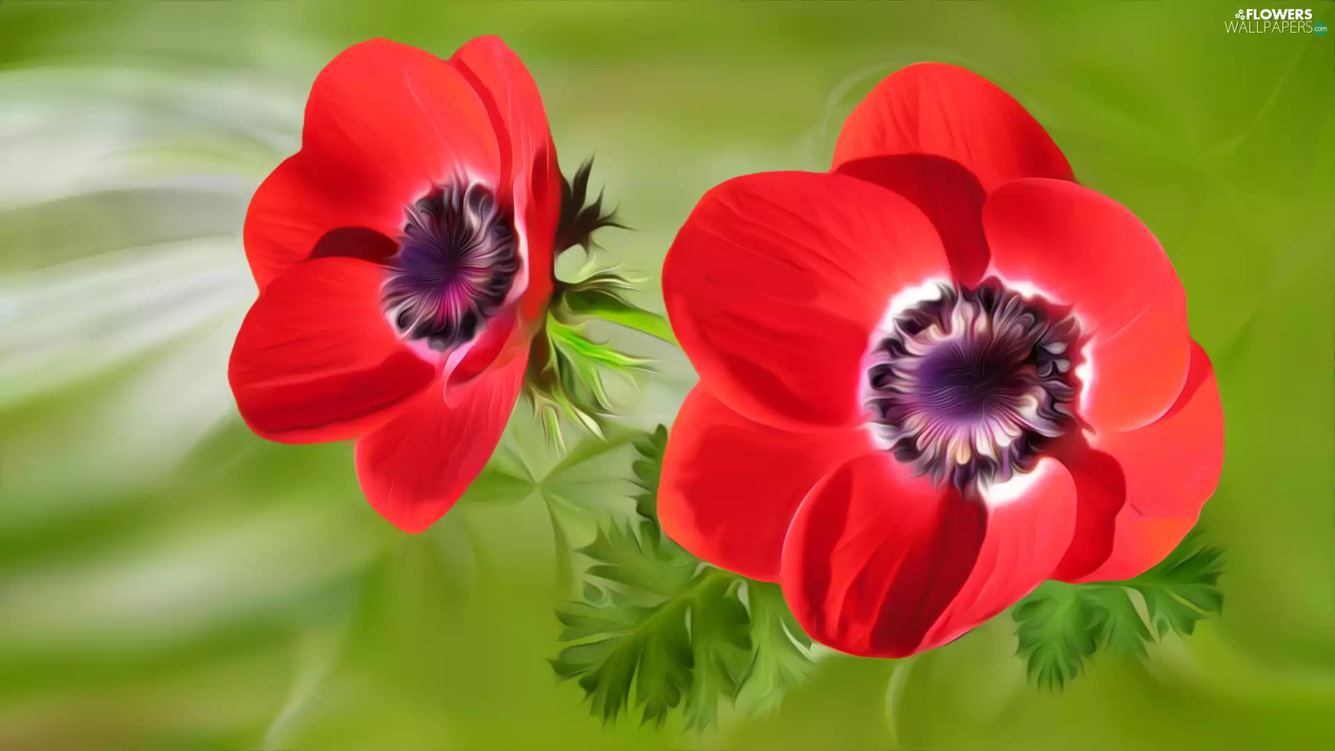 Anemones, graphics, Flowers