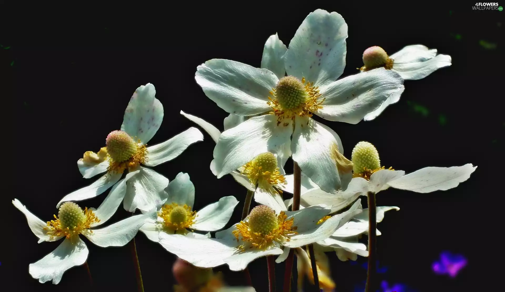 Anemones, nature, Flowers