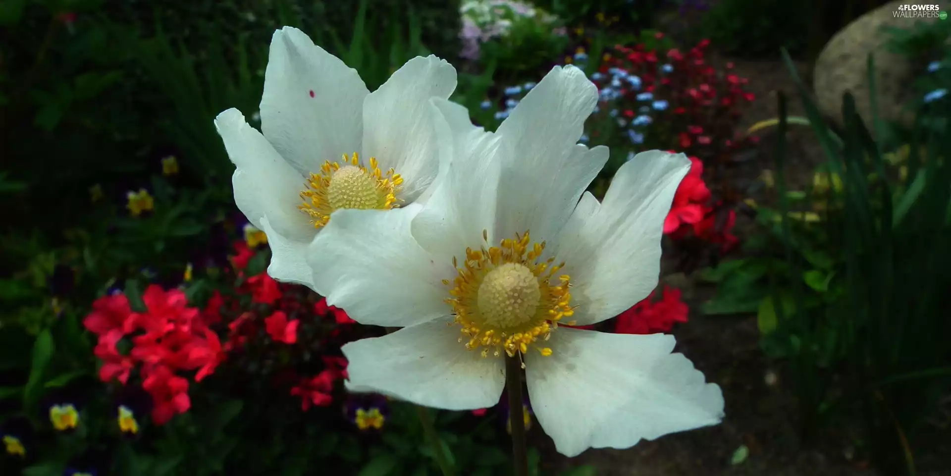 Anemones, nature, Flowers