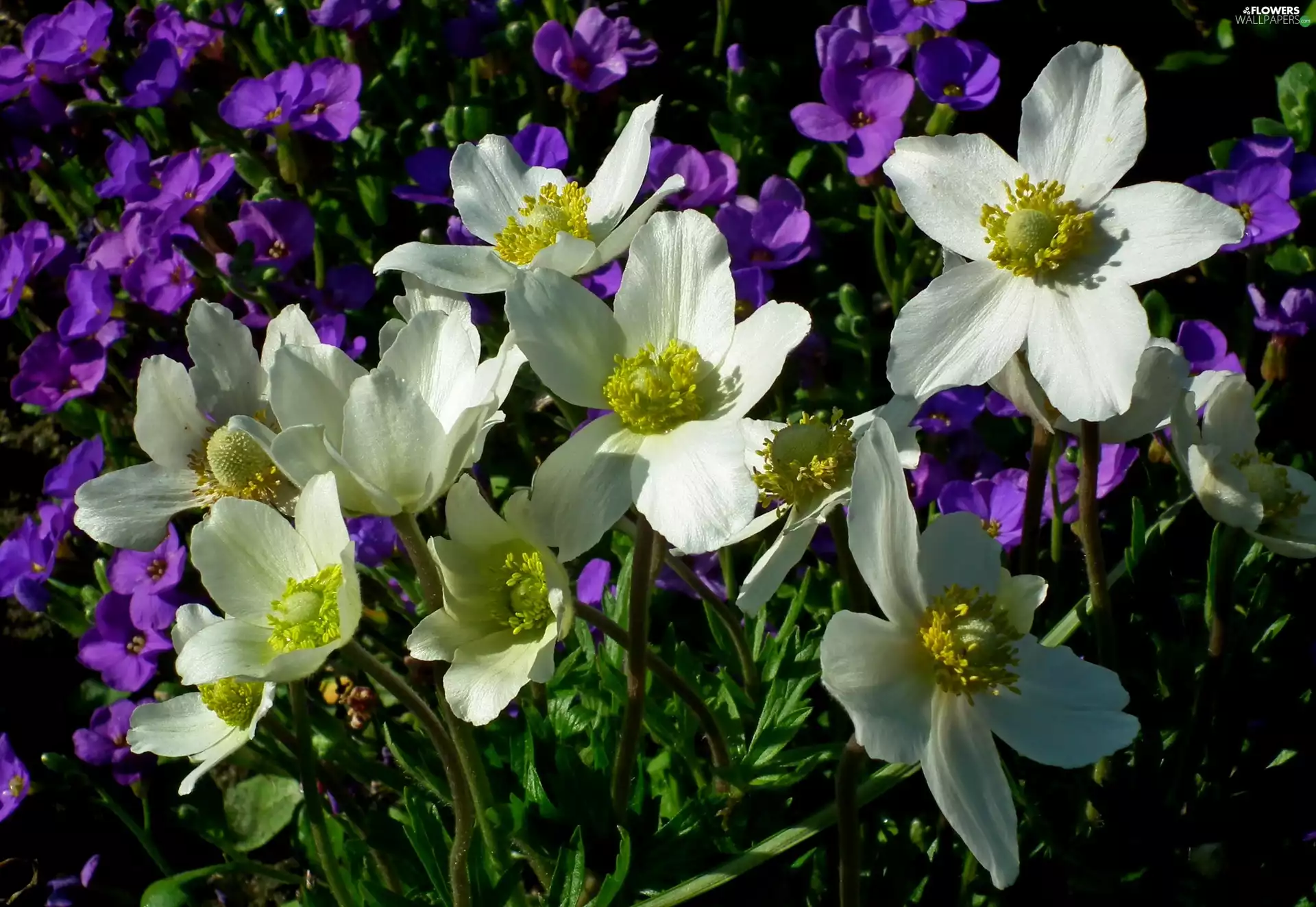 Anemones, nature, Flowers