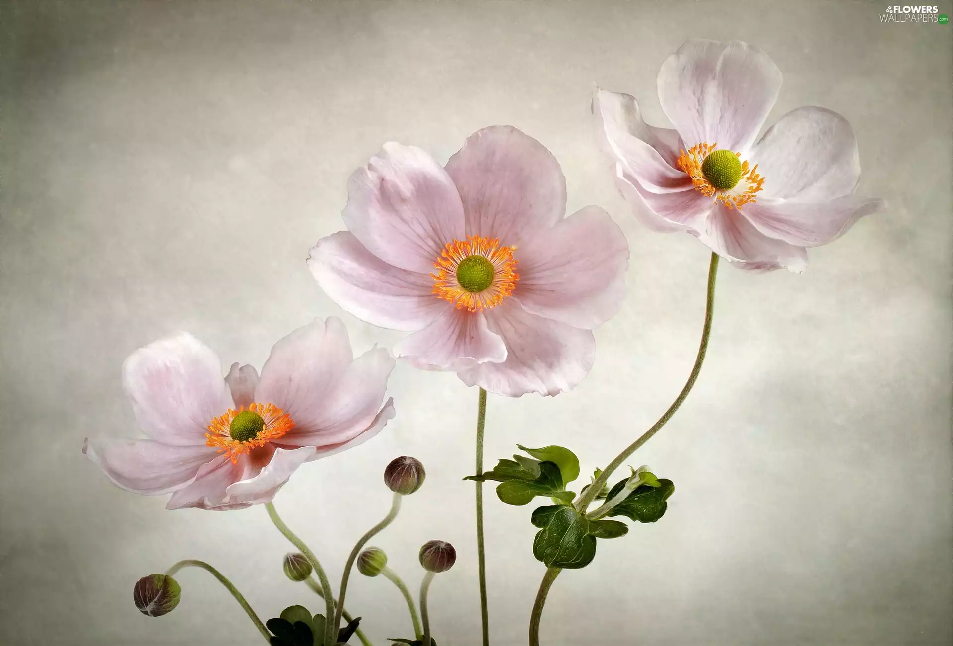 Anemones, Pink, Flowers