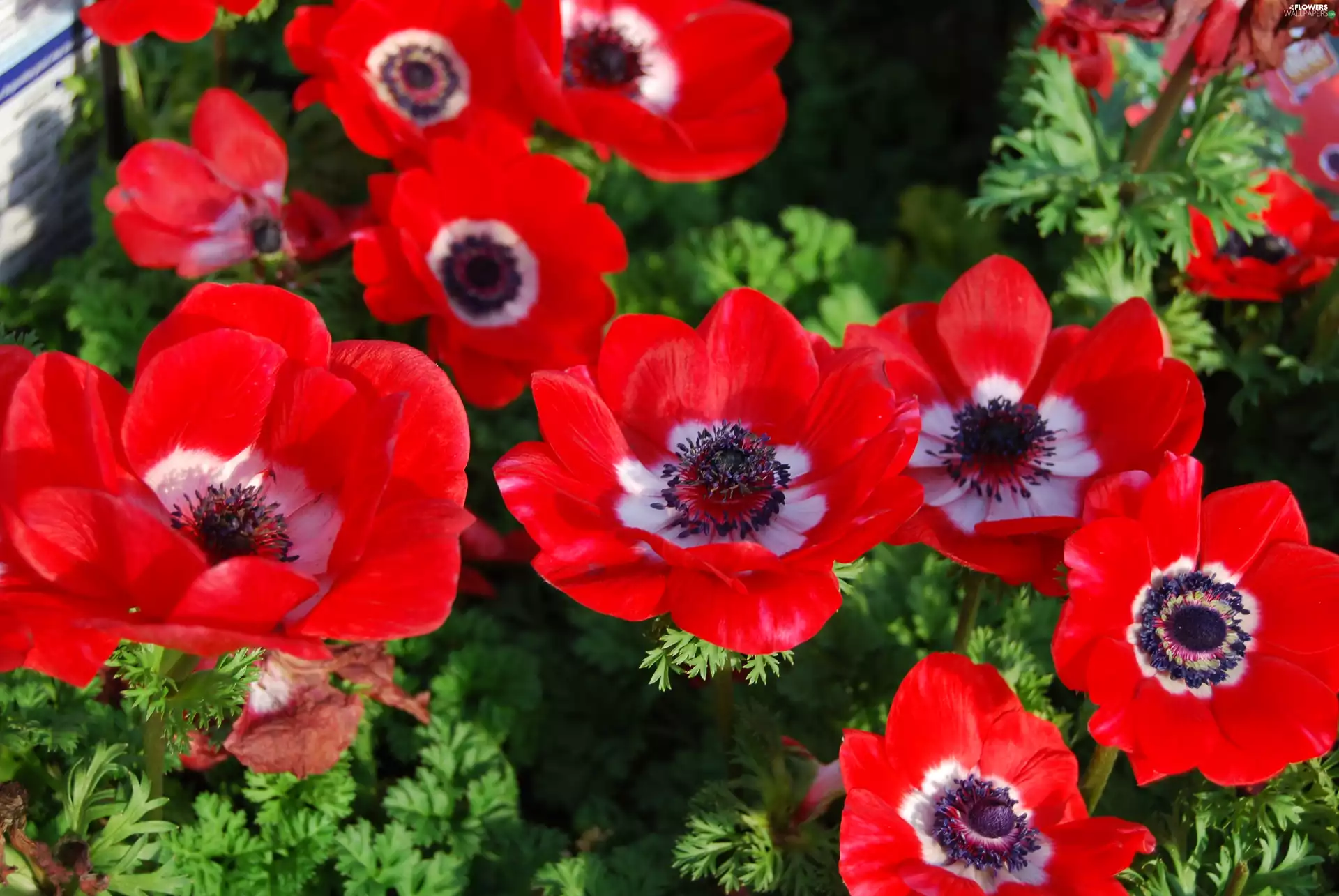 Anemones, Red, Flowers
