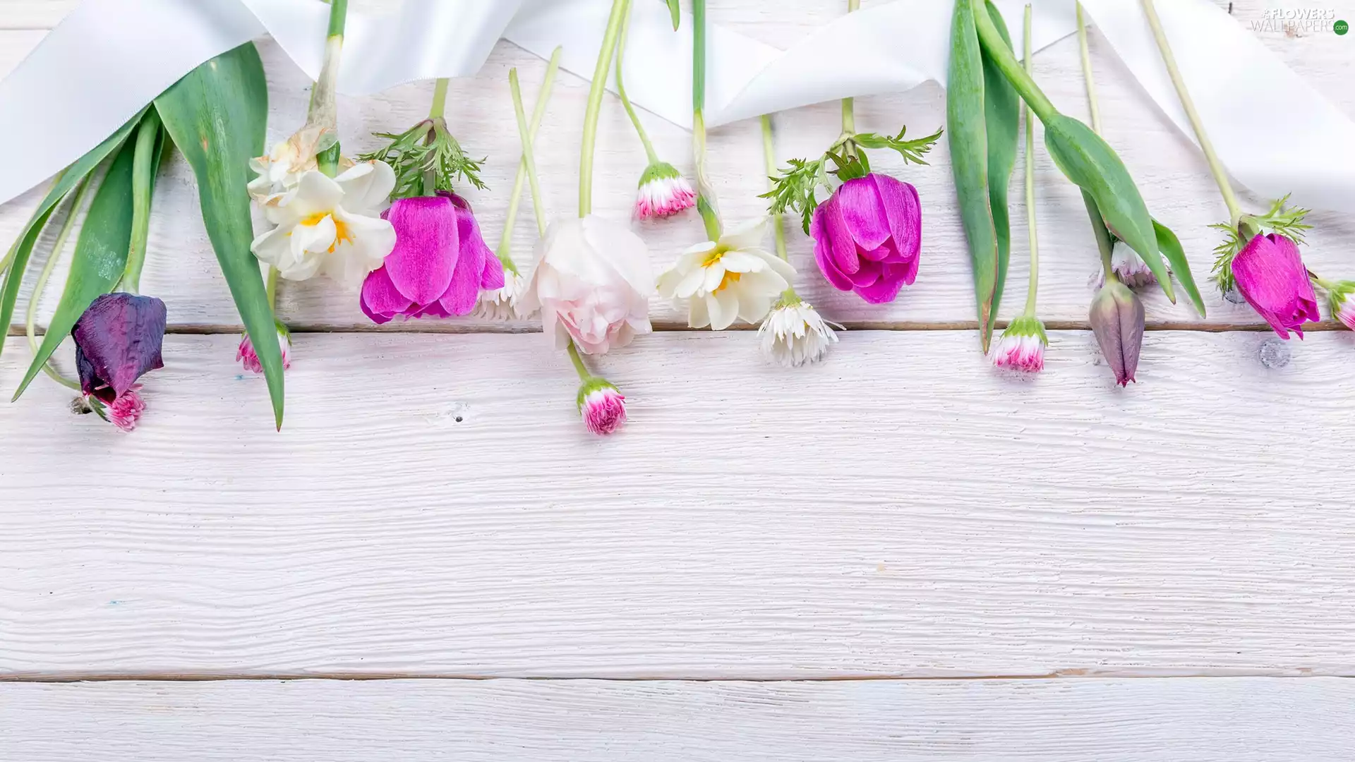 daisies, Anemones, Flowers, Tulips, Spring