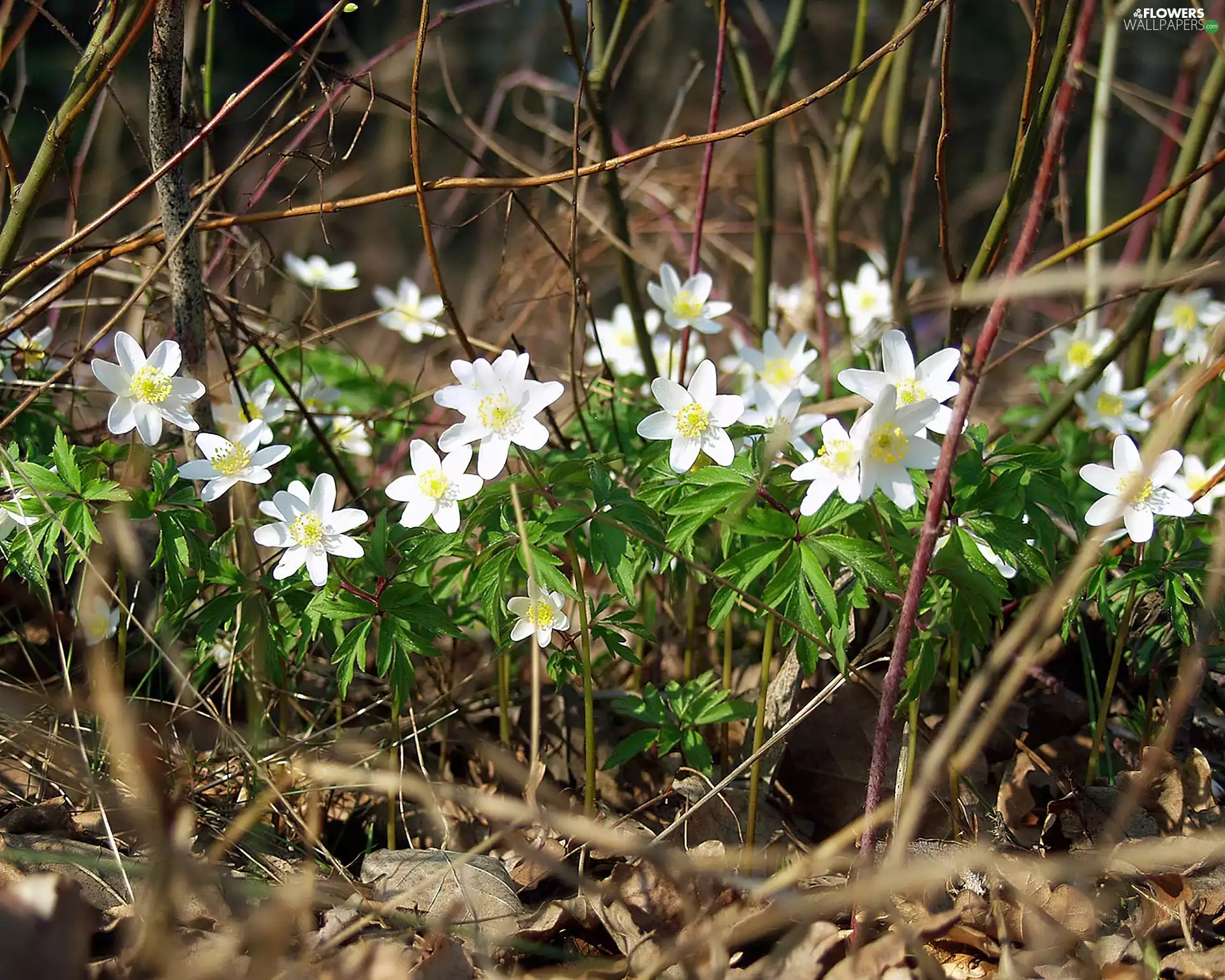 Anemones, White, flowers