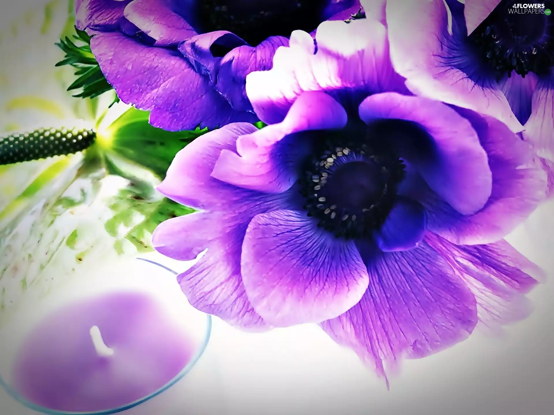 lilac, anemone, Candle, Anemones