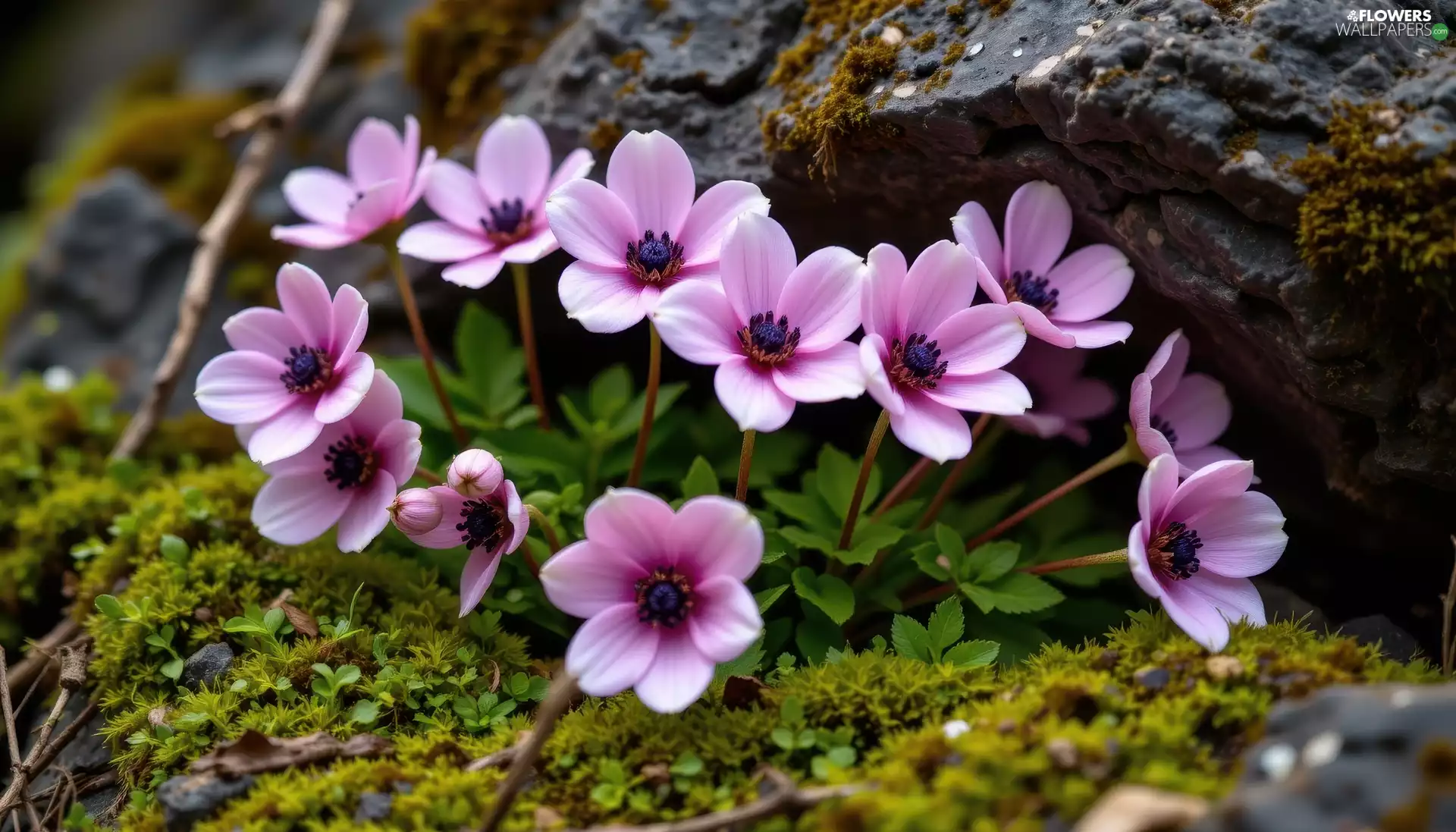 Pink, Moss, Stones, Anemones