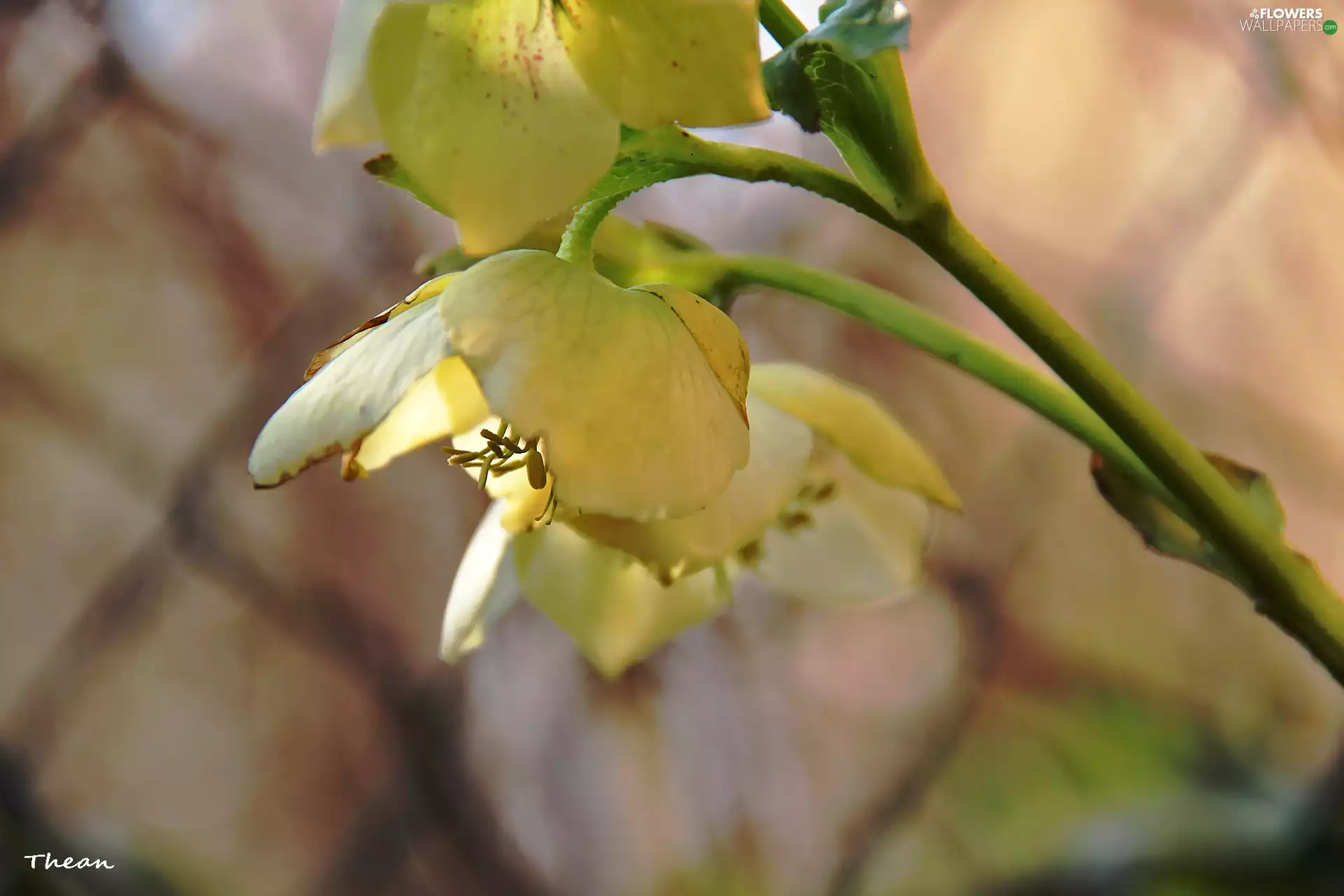 Yellow, Spring, Flowers, Anemones