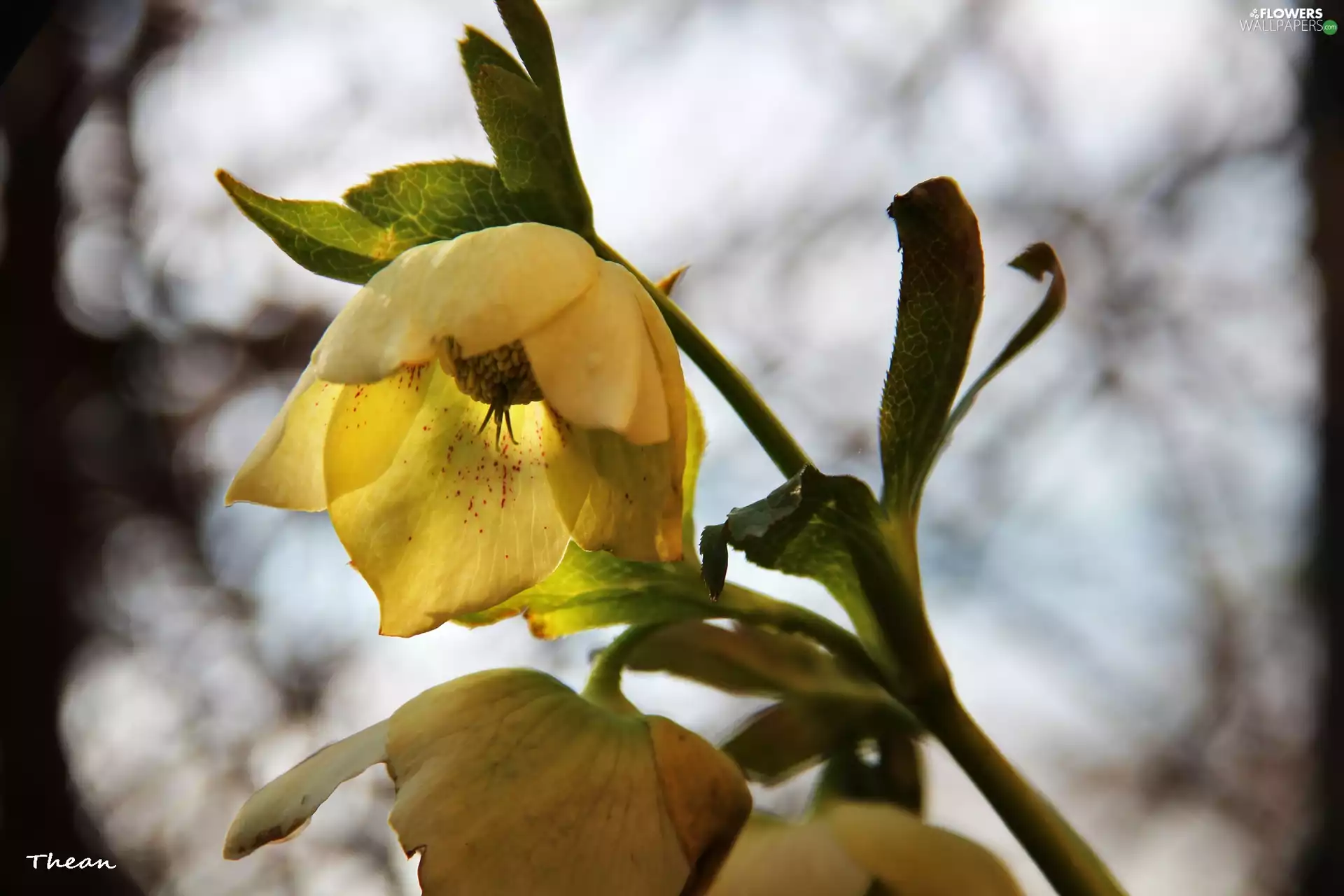 Yellow, Flowers, Spring, Anemones