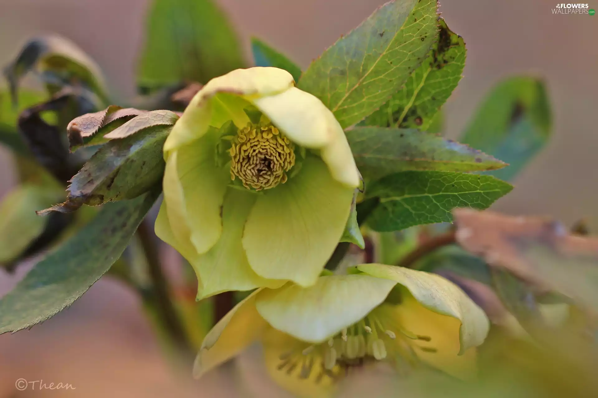Yellow, Anemones