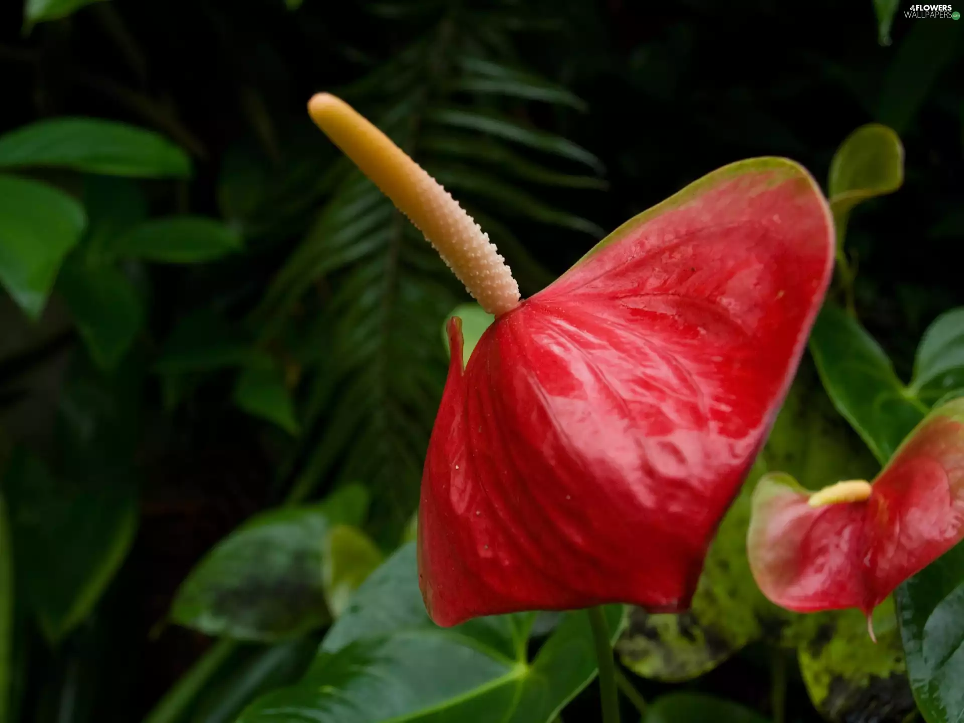 Anthurium Leaves