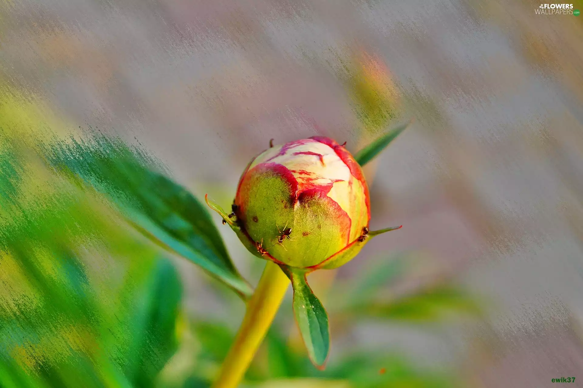 ants, doughnut, peony