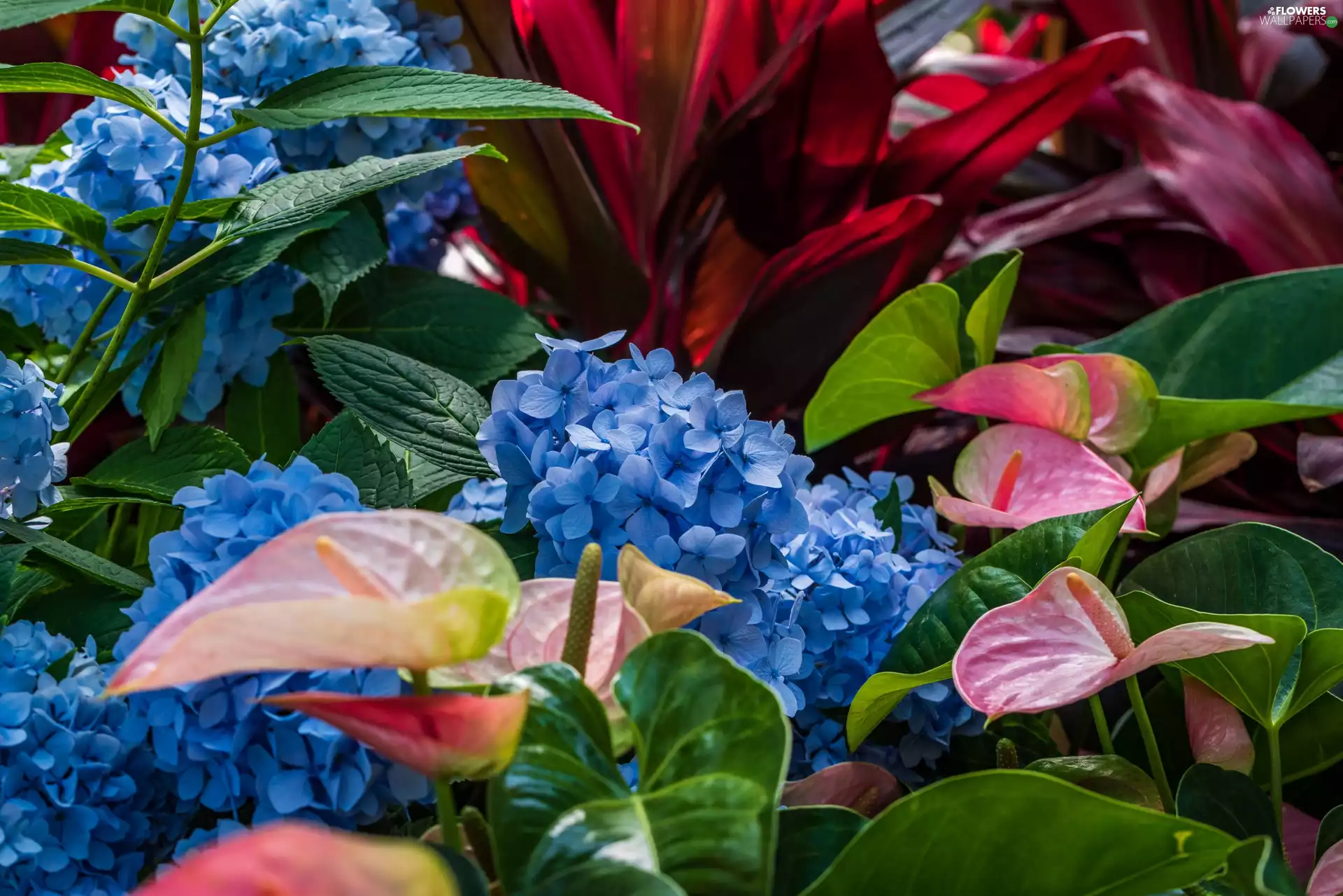 Anturium, Flowers, hydrangea