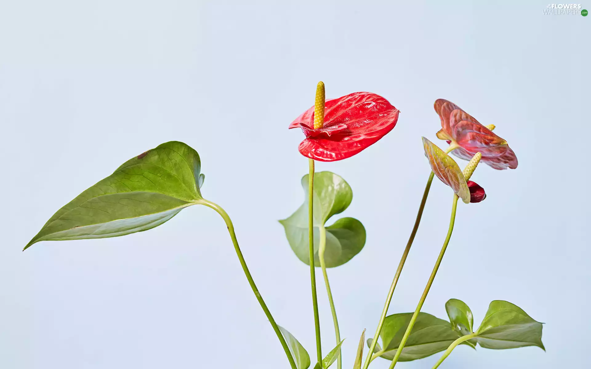 Anturium, Flowers, Red