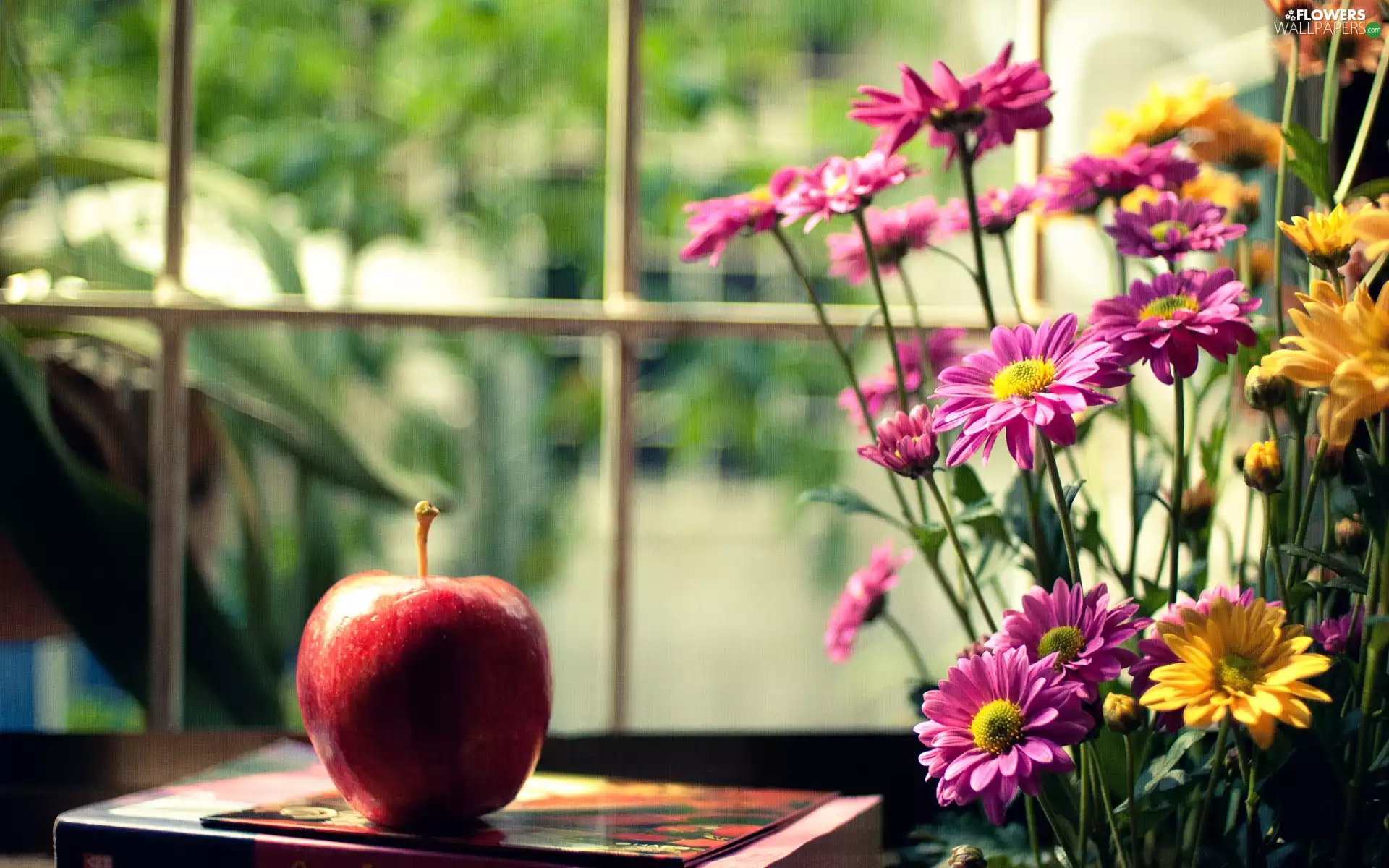 Apple, Window, gerberas
