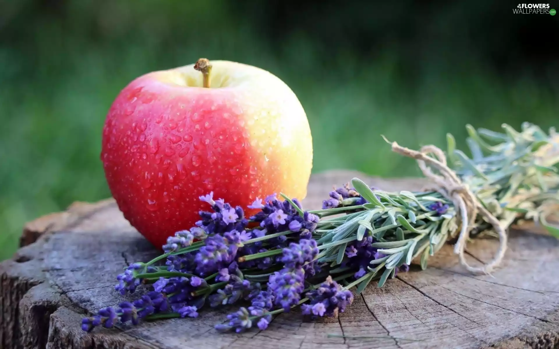 small bunch, lavender, Apple, drops, trunk