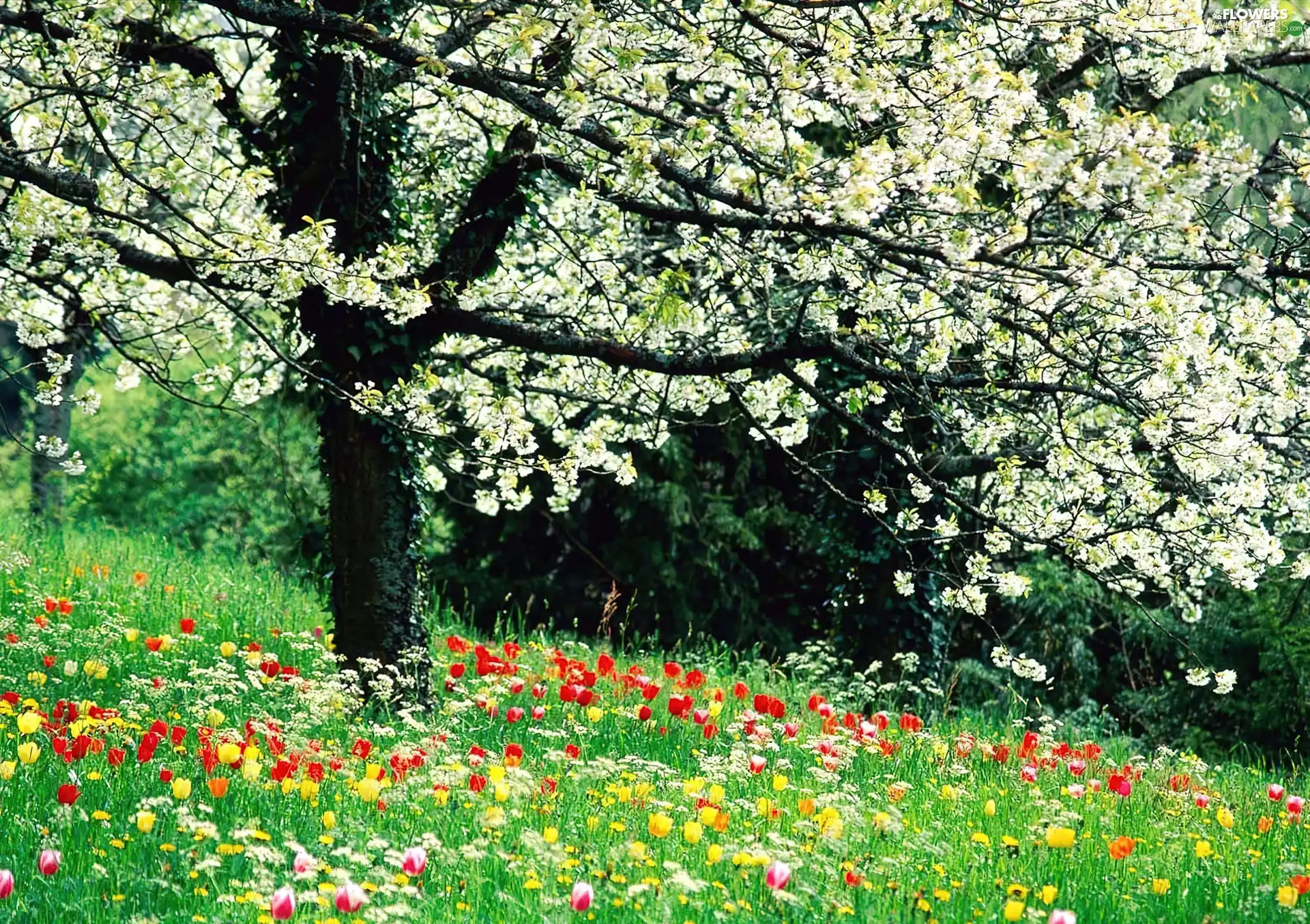 apple-tree, Tulips