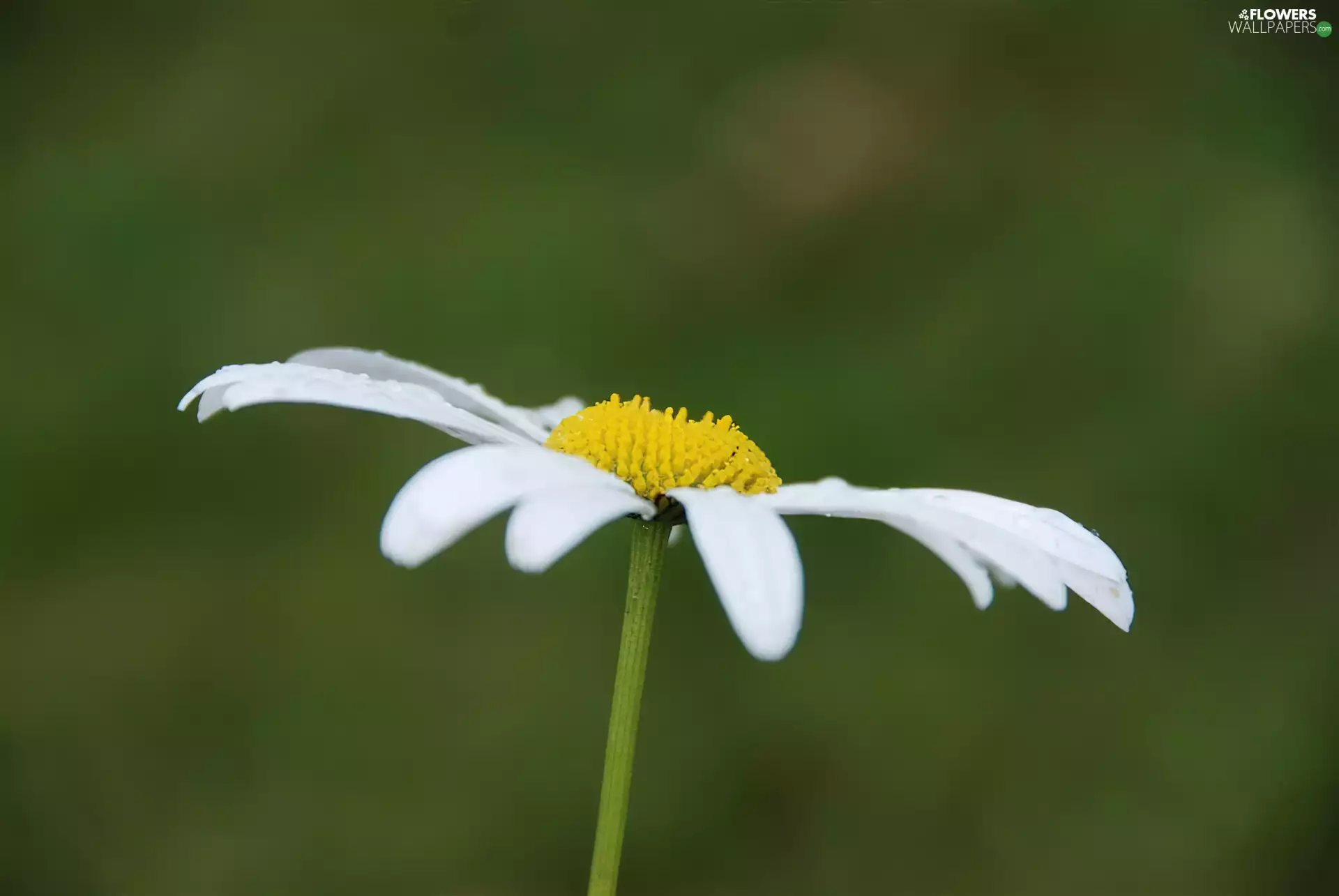 Chrysanthemum appropriate, flakes, Daisy, White