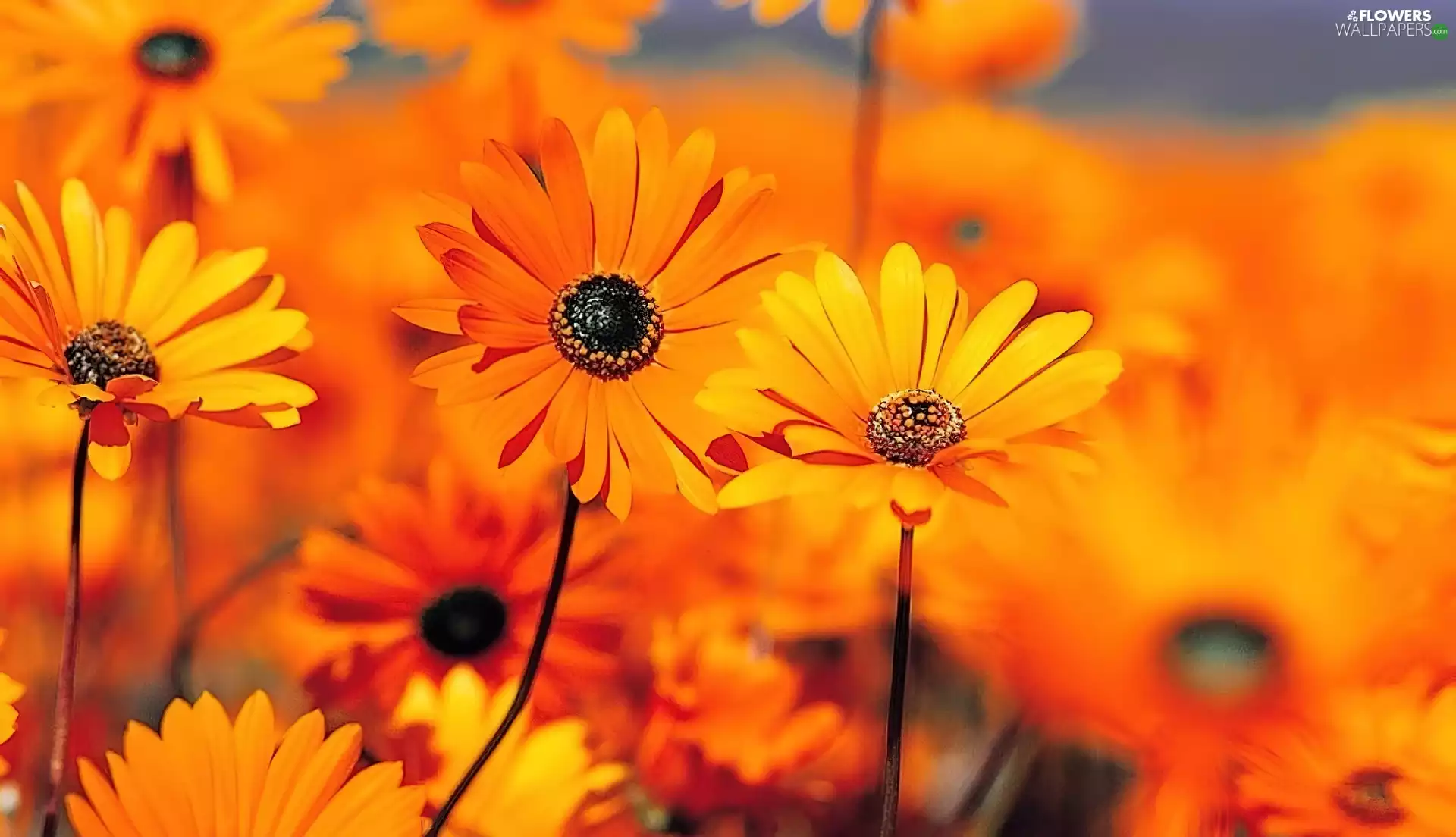 Arcotis, Orange, Flowers