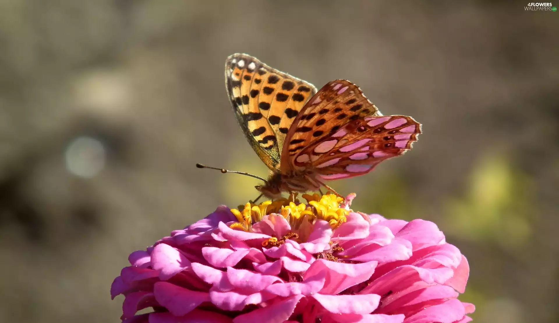 butterfly, Latonia, zinnia, argynnis