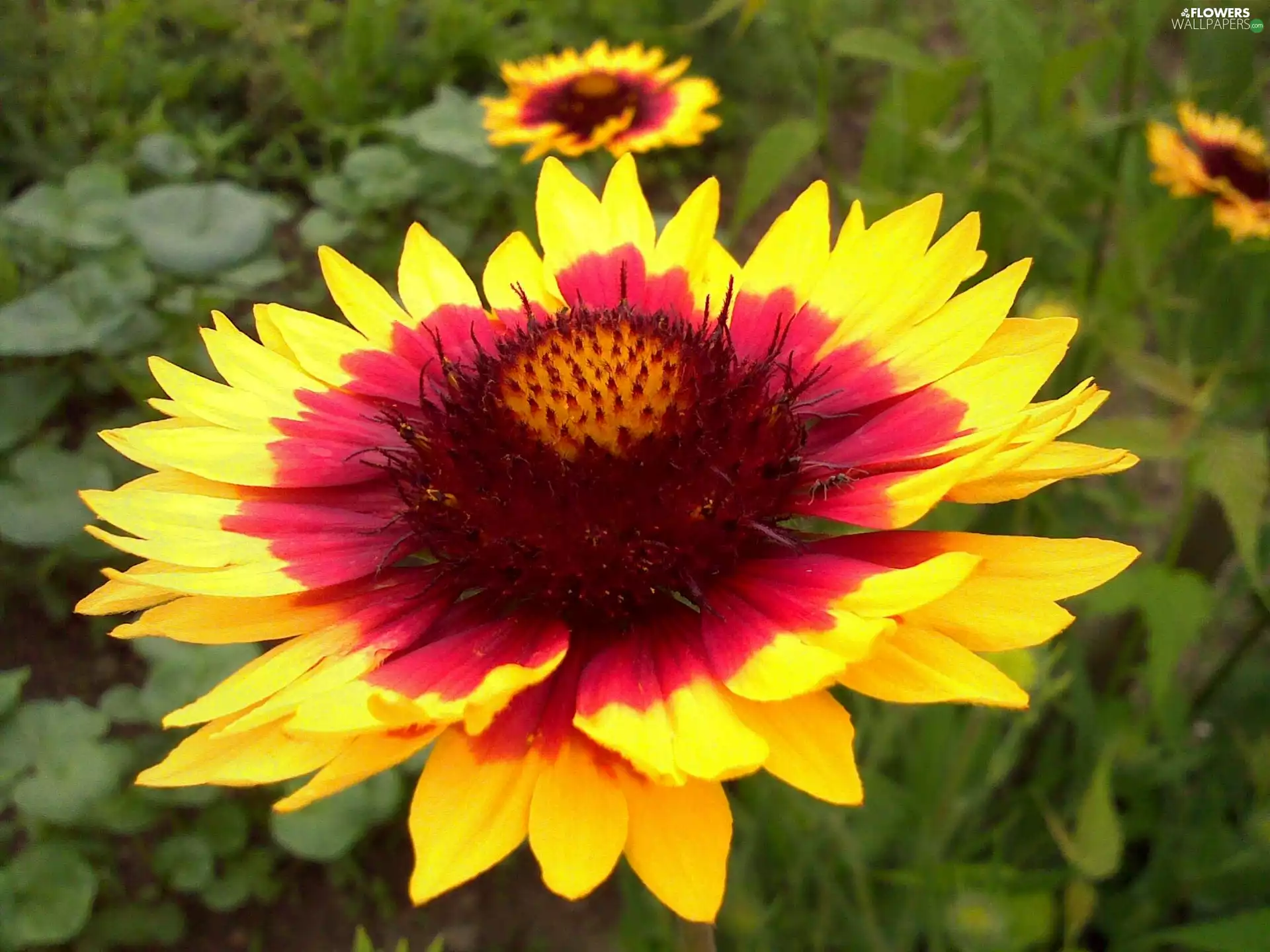Colourfull Flowers, gaillardia aristata