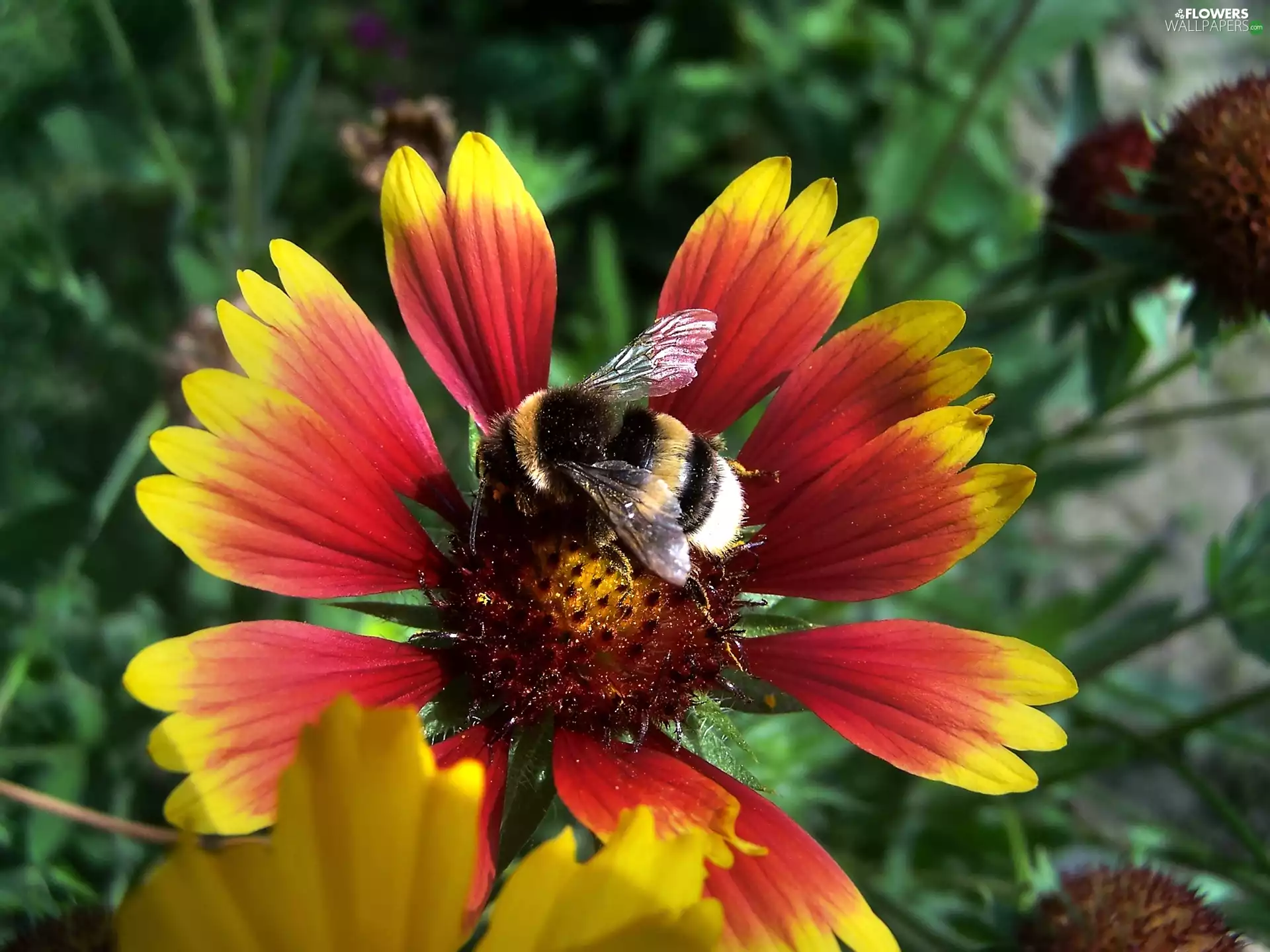 gaillardia aristata, dumbledor, Colourfull Flowers