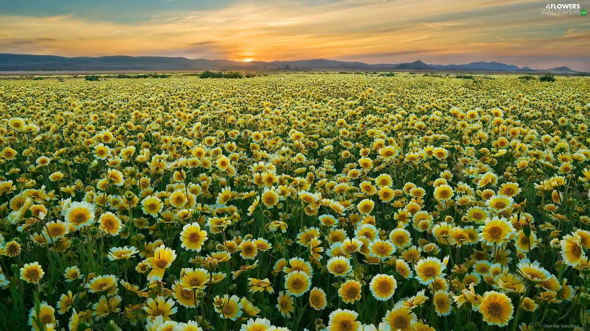 west, sun, gaillardia aristata, Field, Yellow Honda